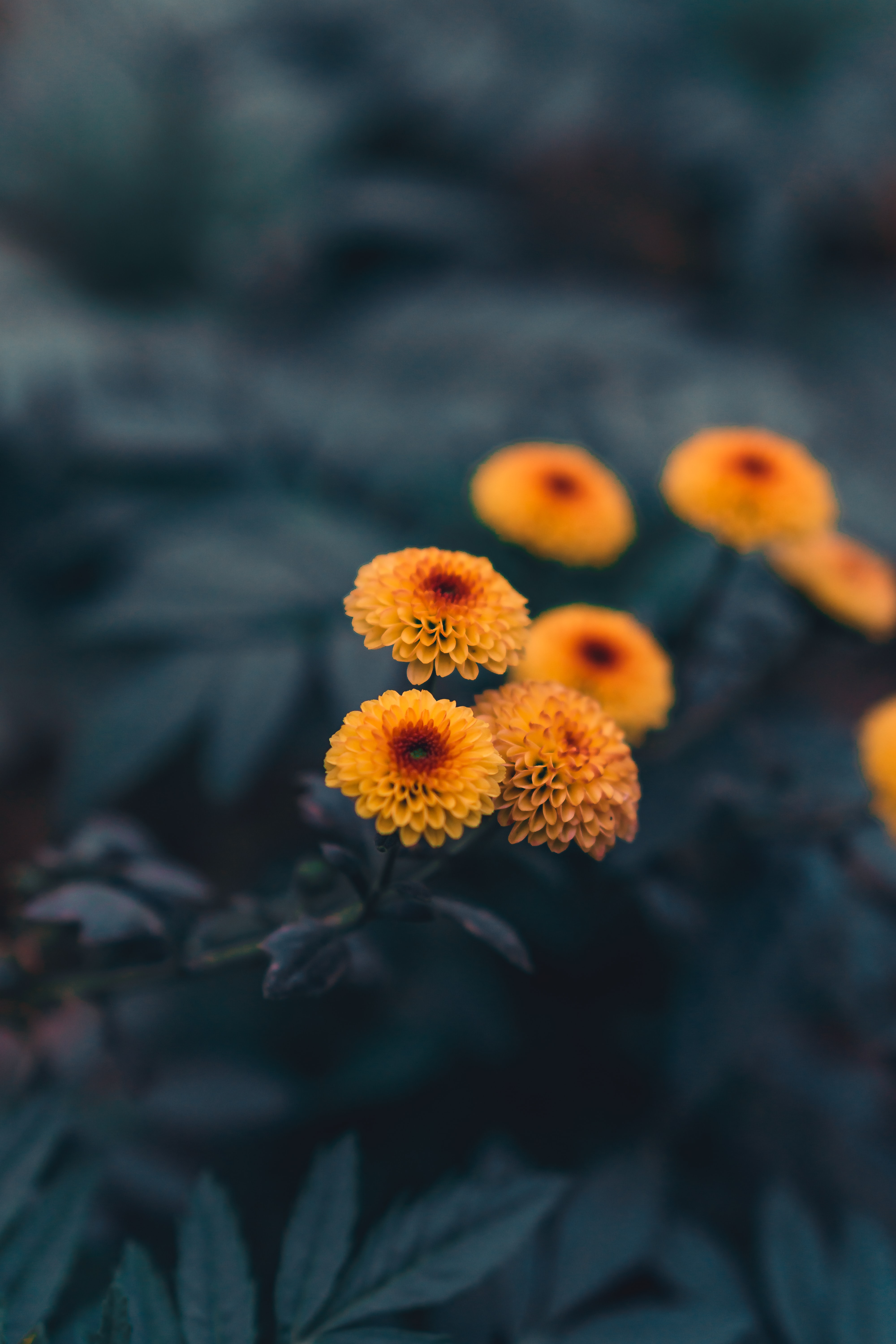 plant, flowers, yellow, daisies Phone Background