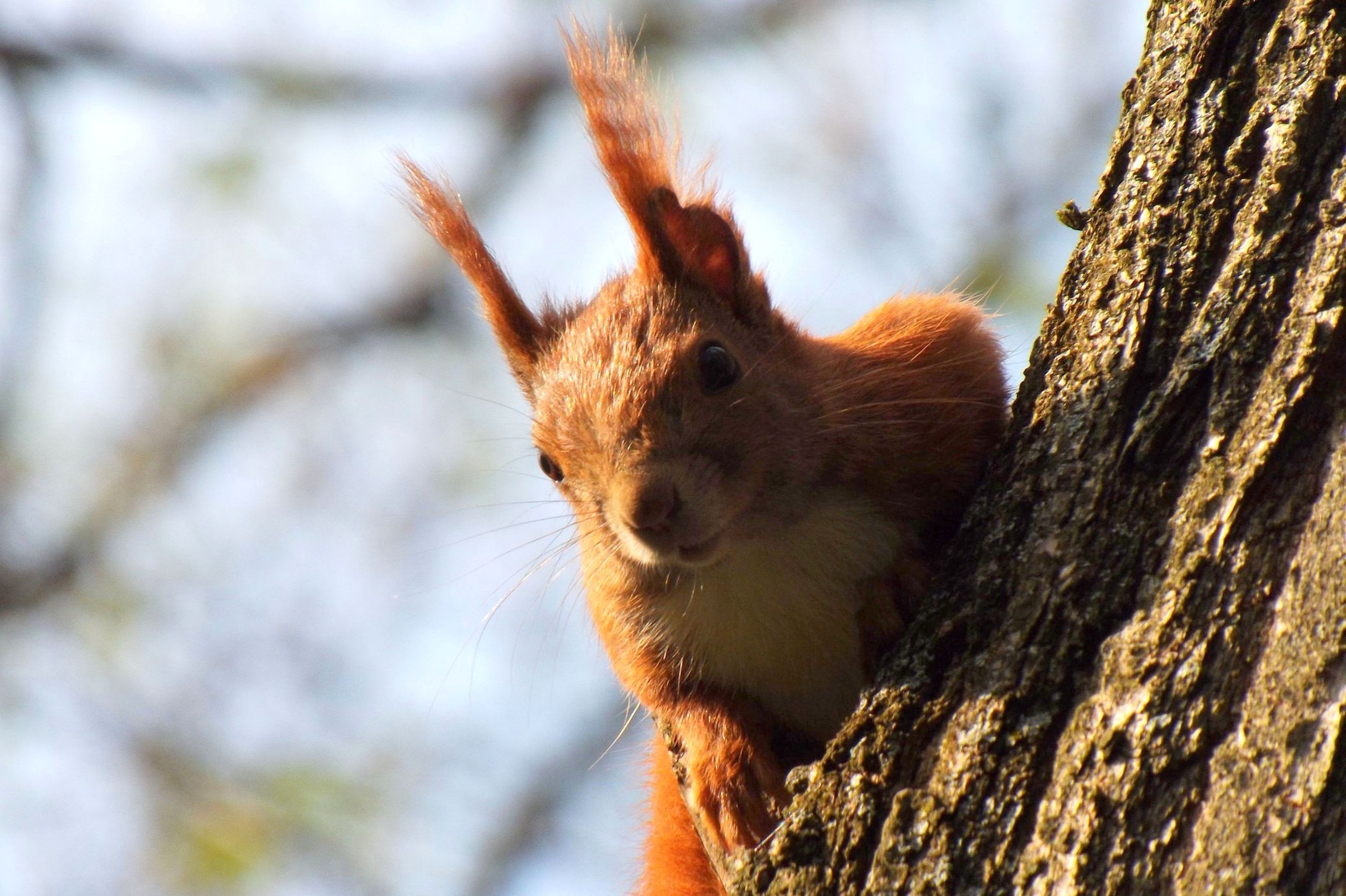 Free download wallpaper Tree, Climb, Animals, Wood, Squirrel on your PC desktop