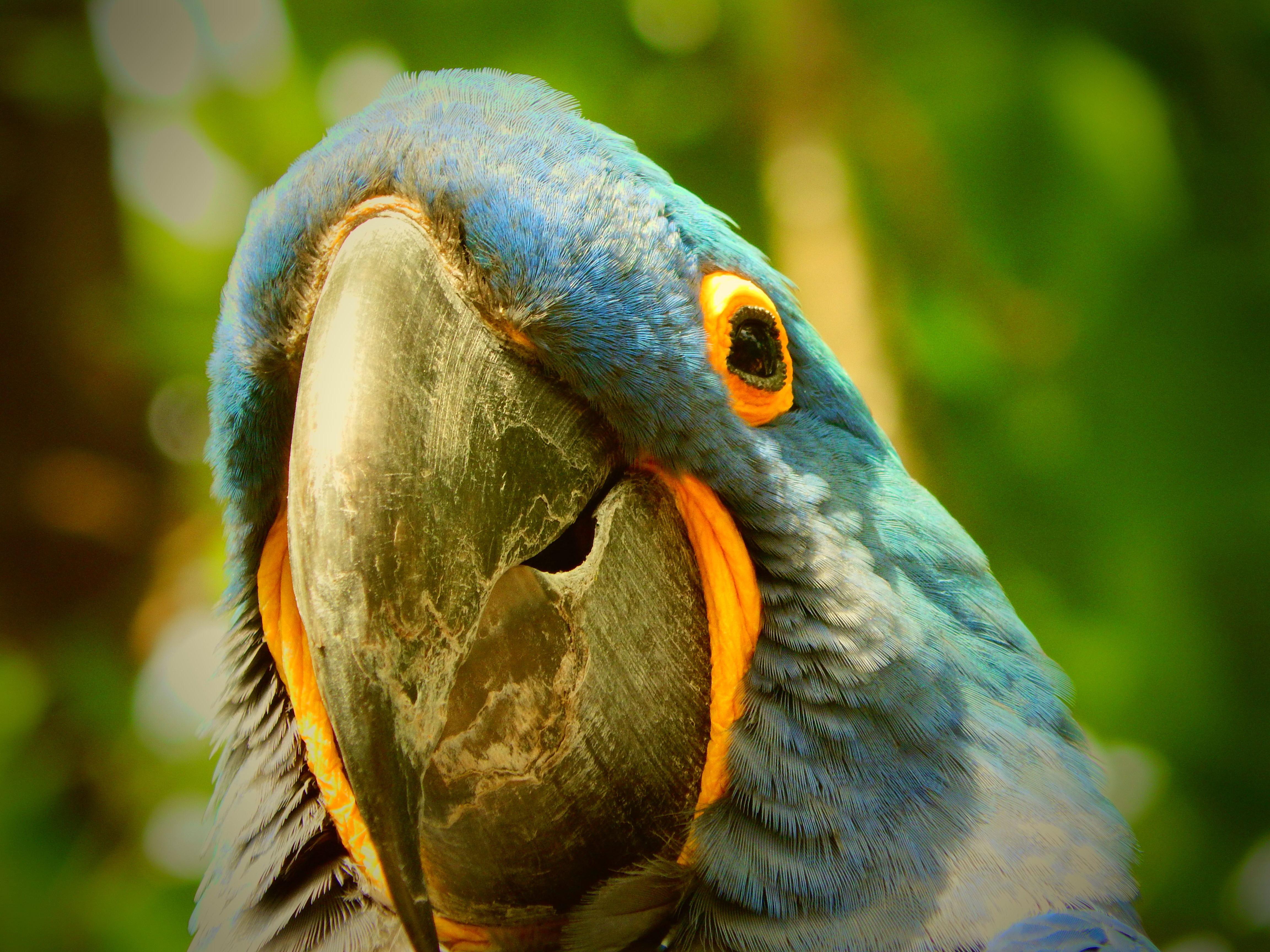 Download mobile wallpaper Animals, Beak, Macaw, Parrots for free.
