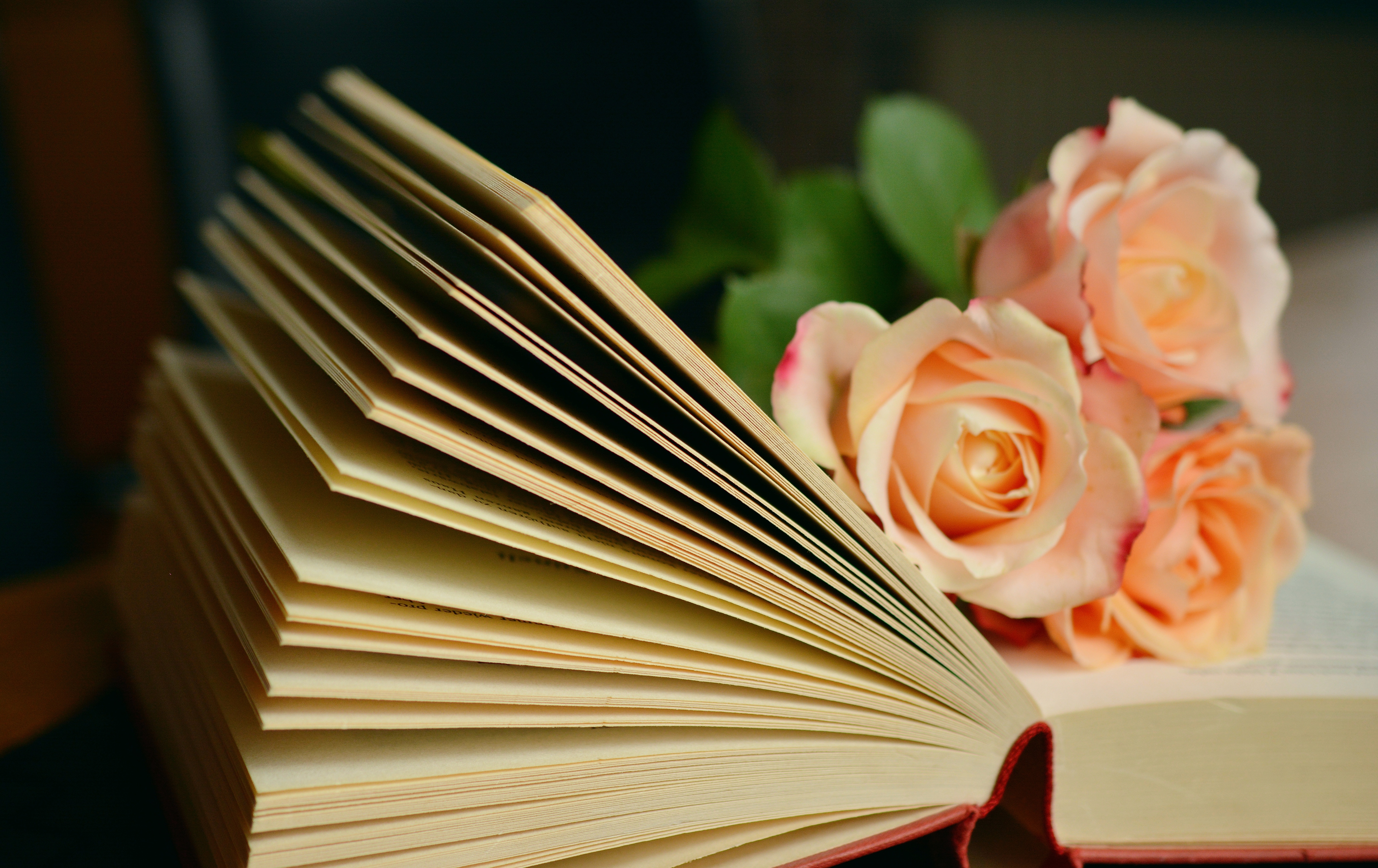 Laden Sie das Strauß, Roses, Bouquet, Buch, Lesen, Blumen-Bild kostenlos auf Ihren PC-Desktop herunter