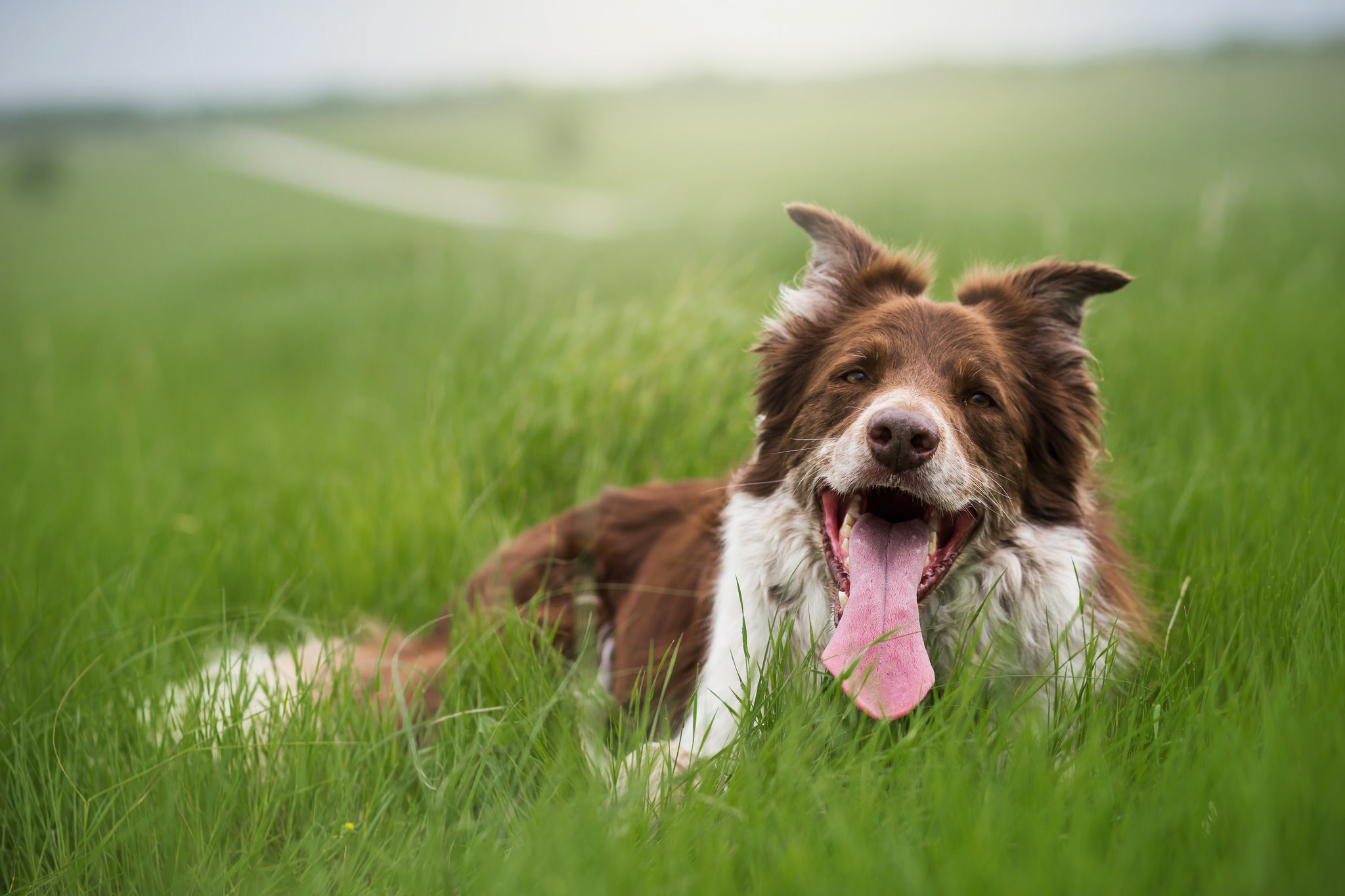 Download mobile wallpaper Tongue Stuck Out, Protruding Tongue, Animals, Grass, Dog for free.
