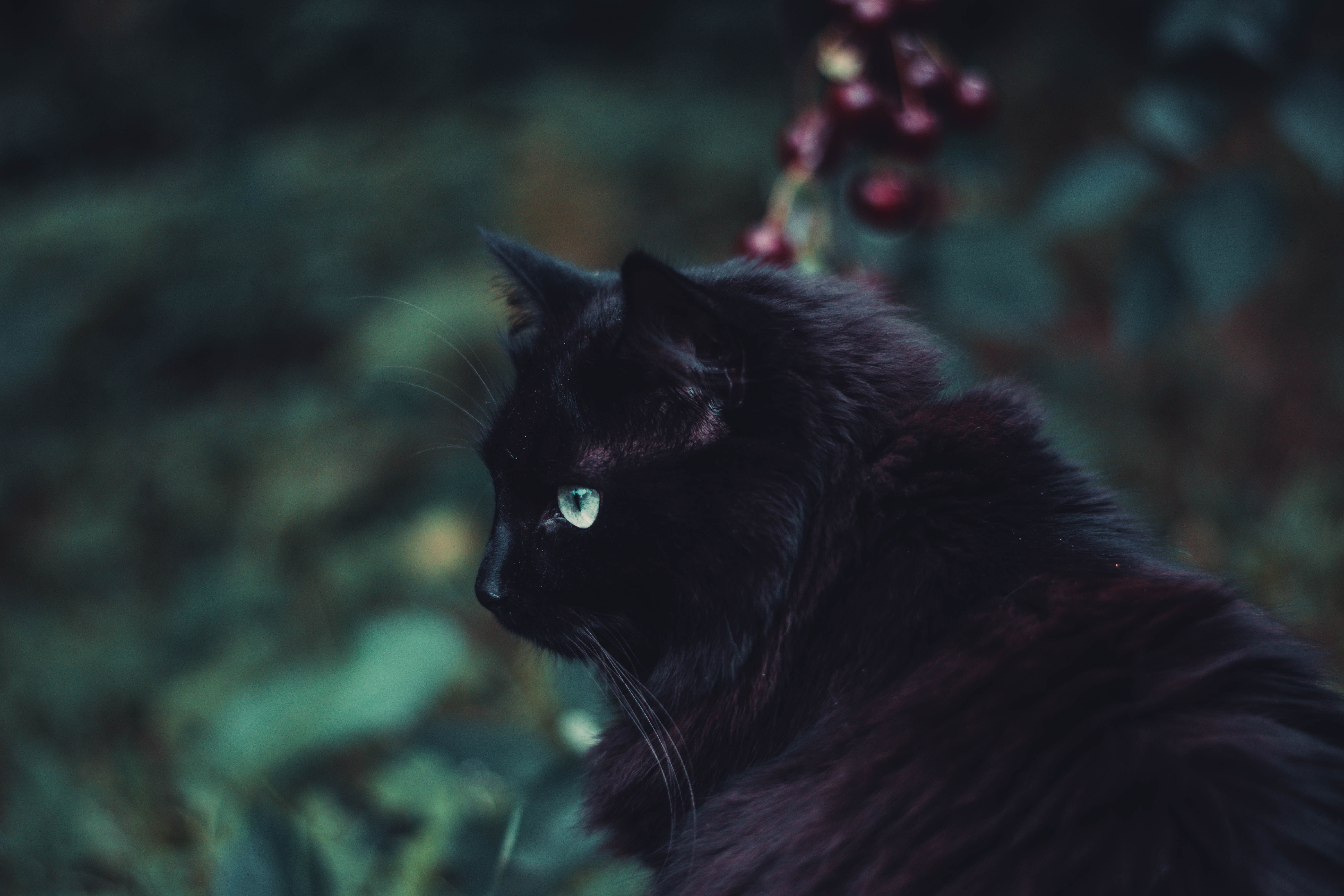 84945 Hintergrundbild herunterladen tiere, der kater, katze, flauschige, sicht, meinung, schwarzer kater, black cat - Bildschirmschoner und Bilder kostenlos