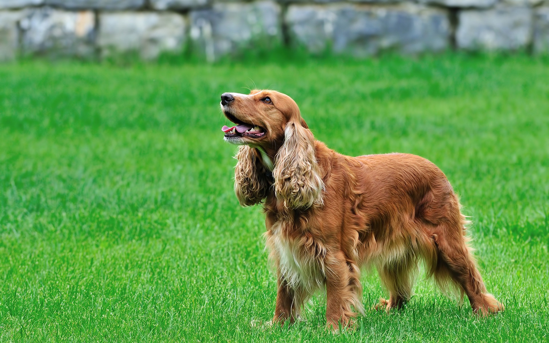 animal, cocker spaniel, dog, spaniel, dogs for android