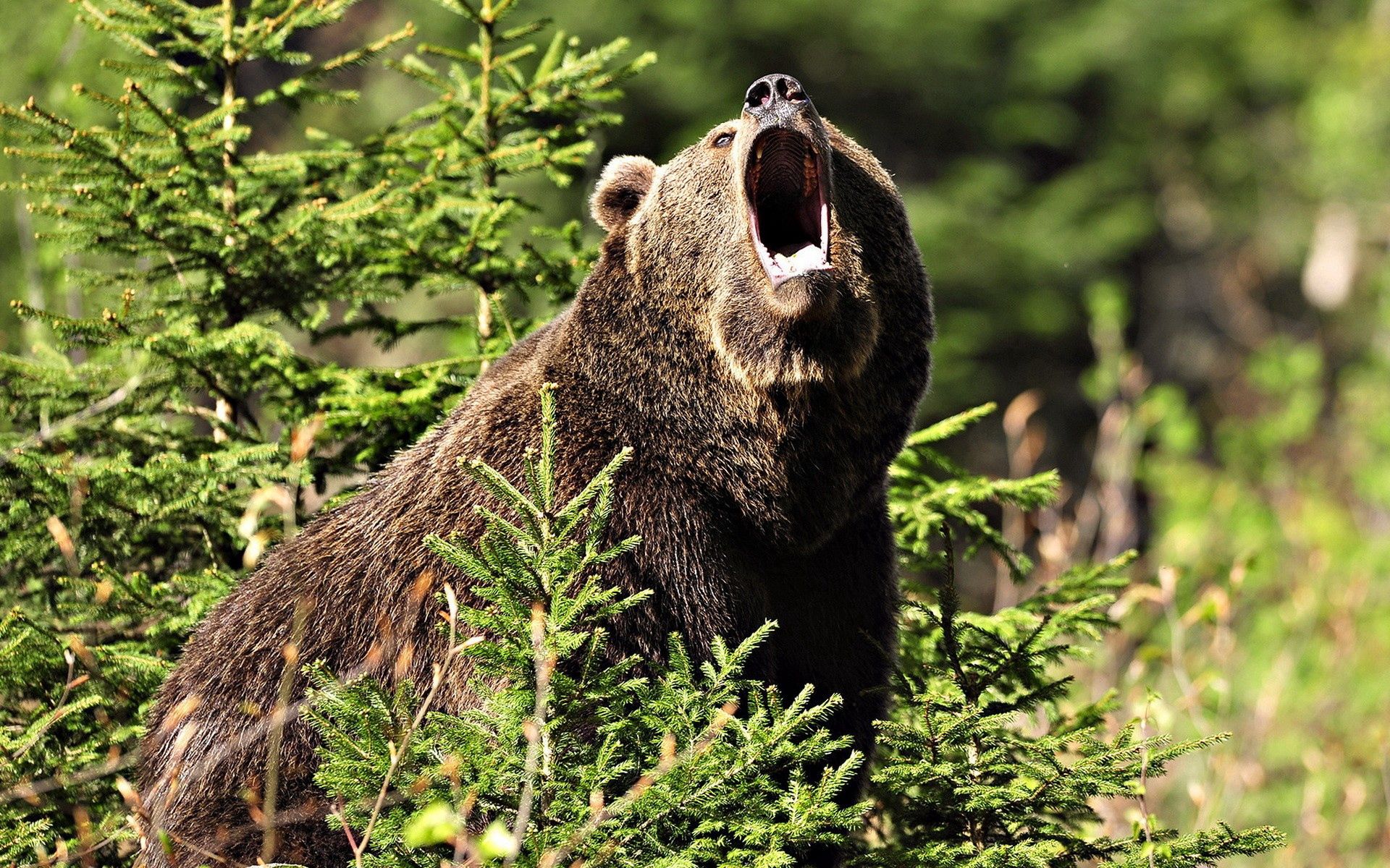animals, grass, forest, aggression, brown, bear Phone Background