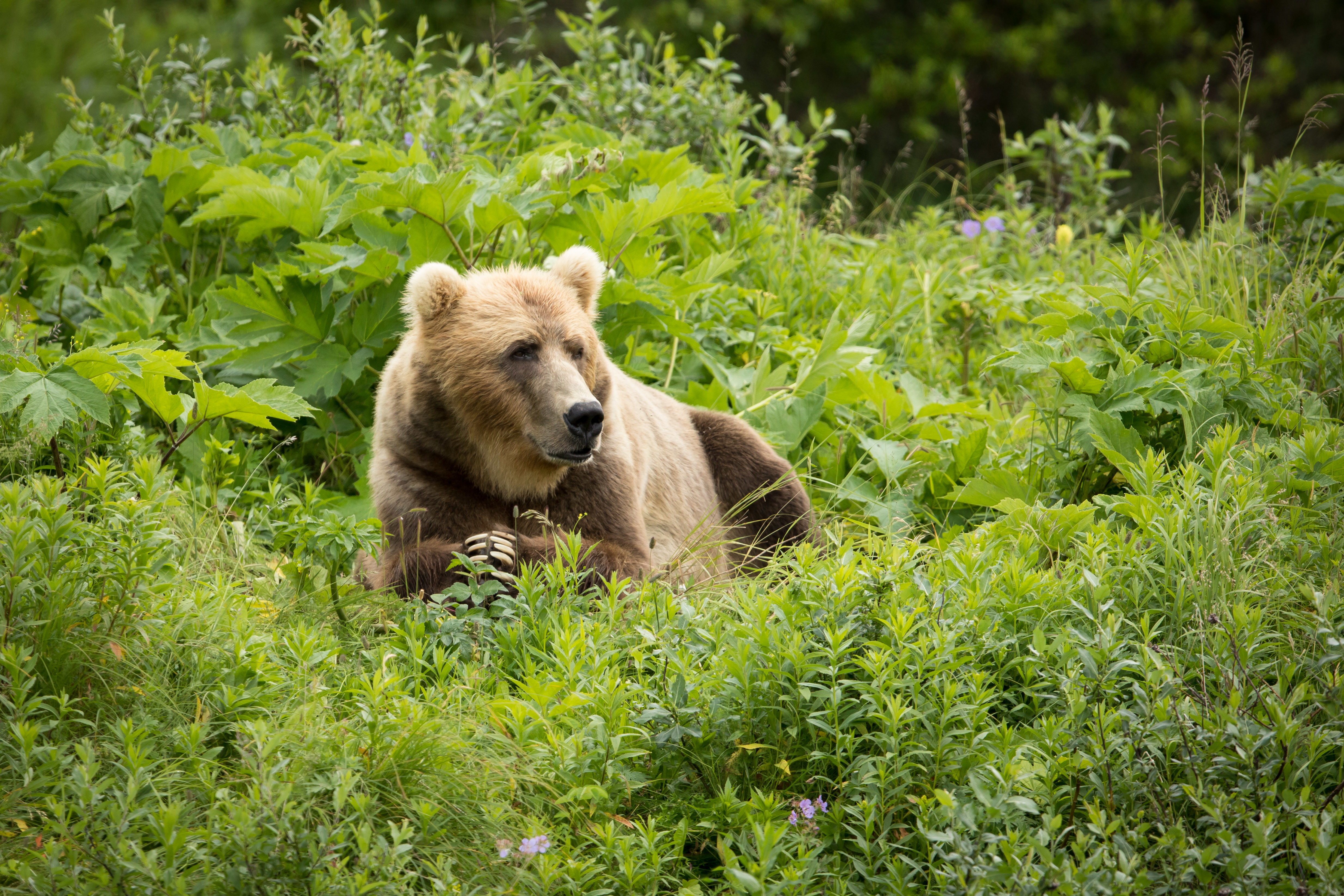 Тяньшанский бурый медведь фото