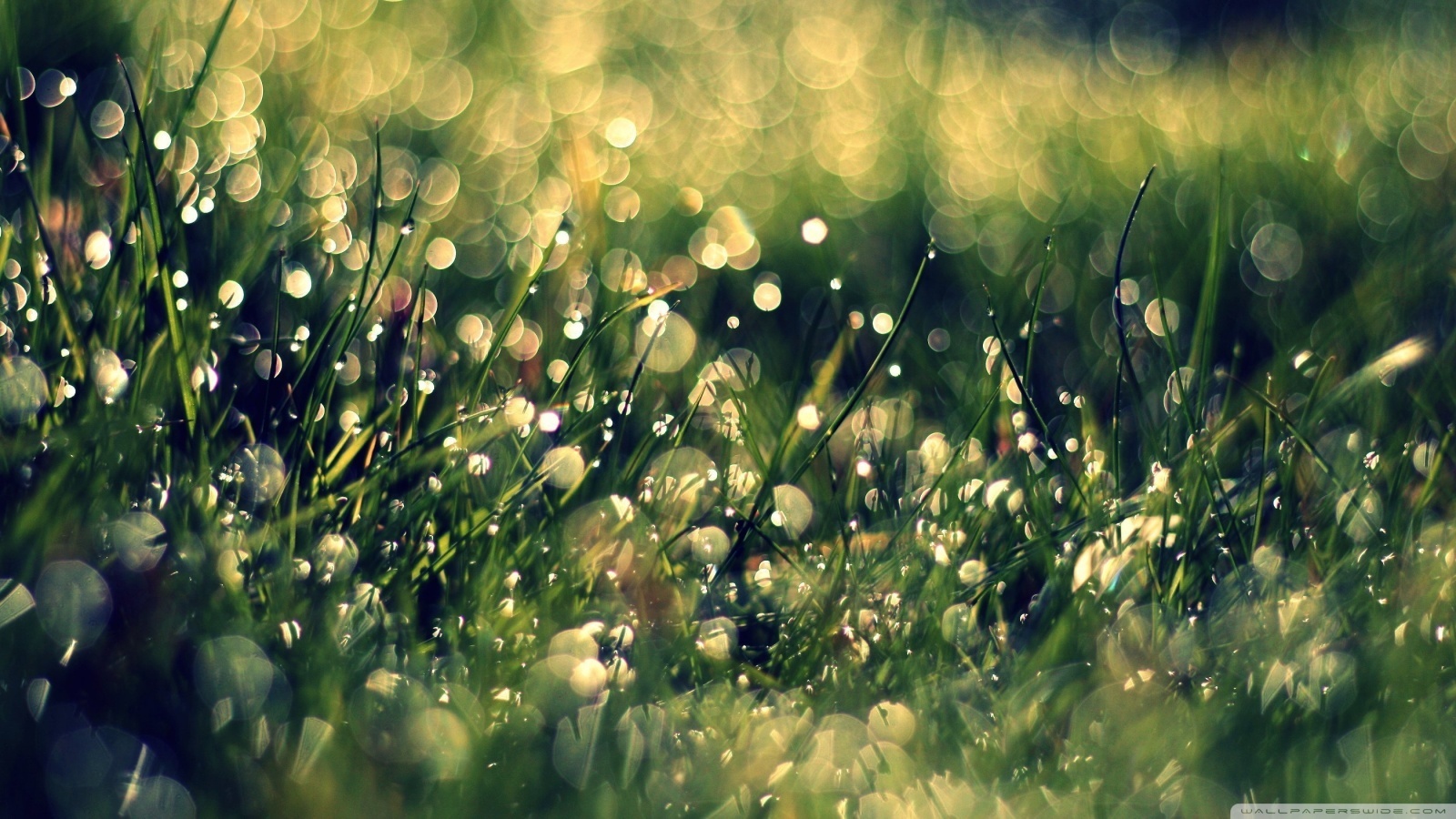 Download mobile wallpaper Grass, Plants, Drops, Background for free.