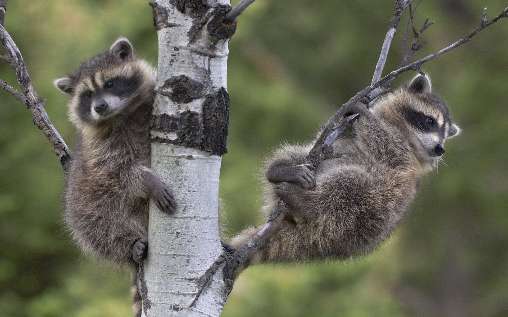 Download mobile wallpaper Sit, Wood, Tree, Branches, Raccoons, Animals, Pair, Couple for free.