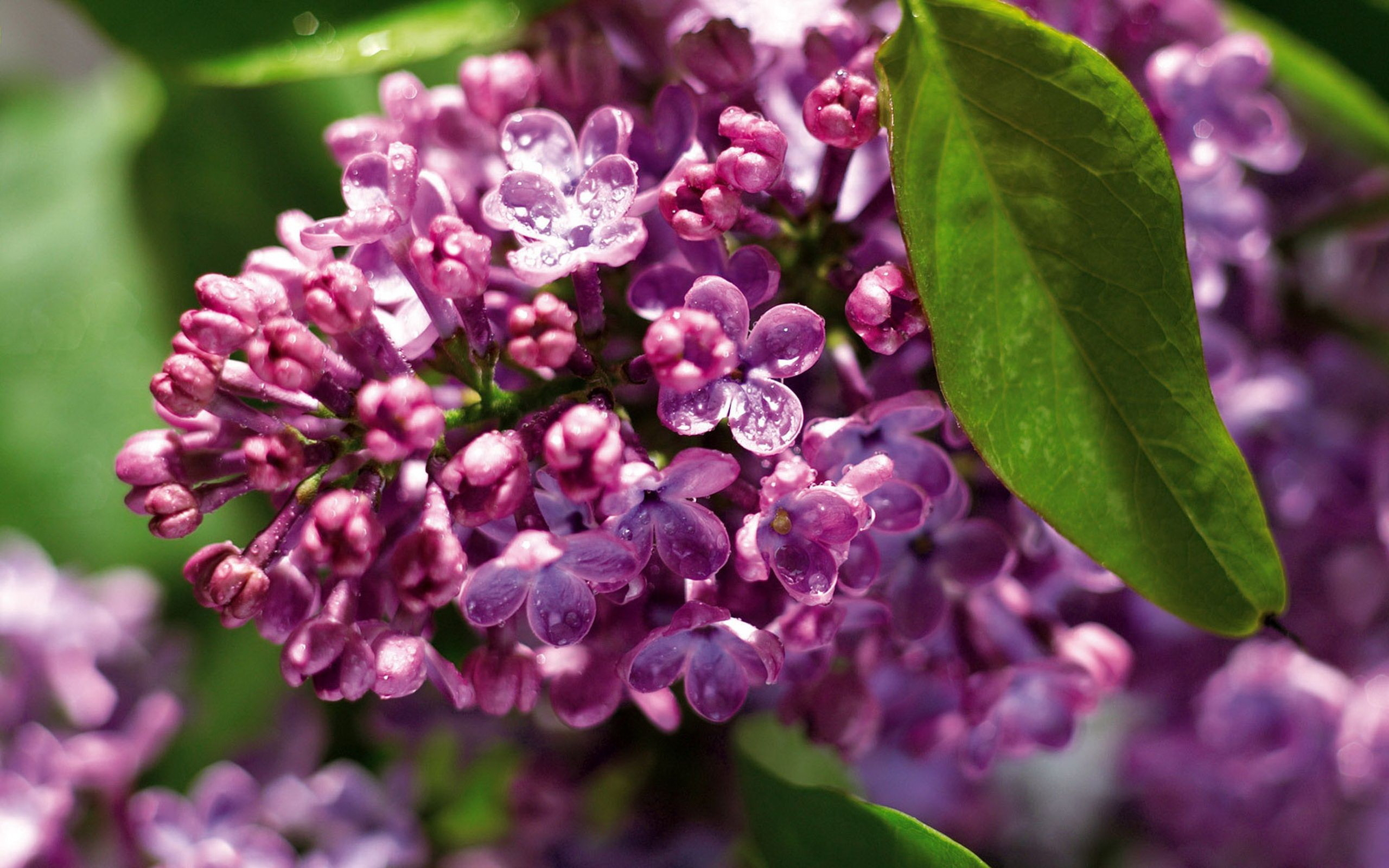 Free download wallpaper Plants, Flowers, Lilac on your PC desktop