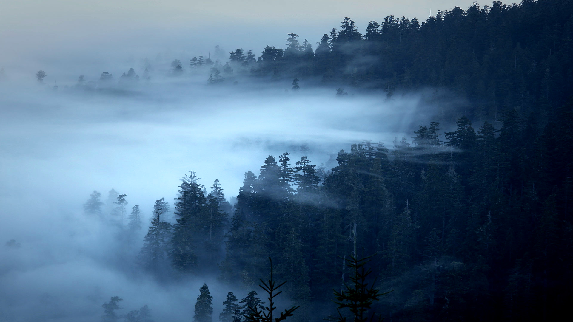 Национальный парк Шварцвальд Германия туман