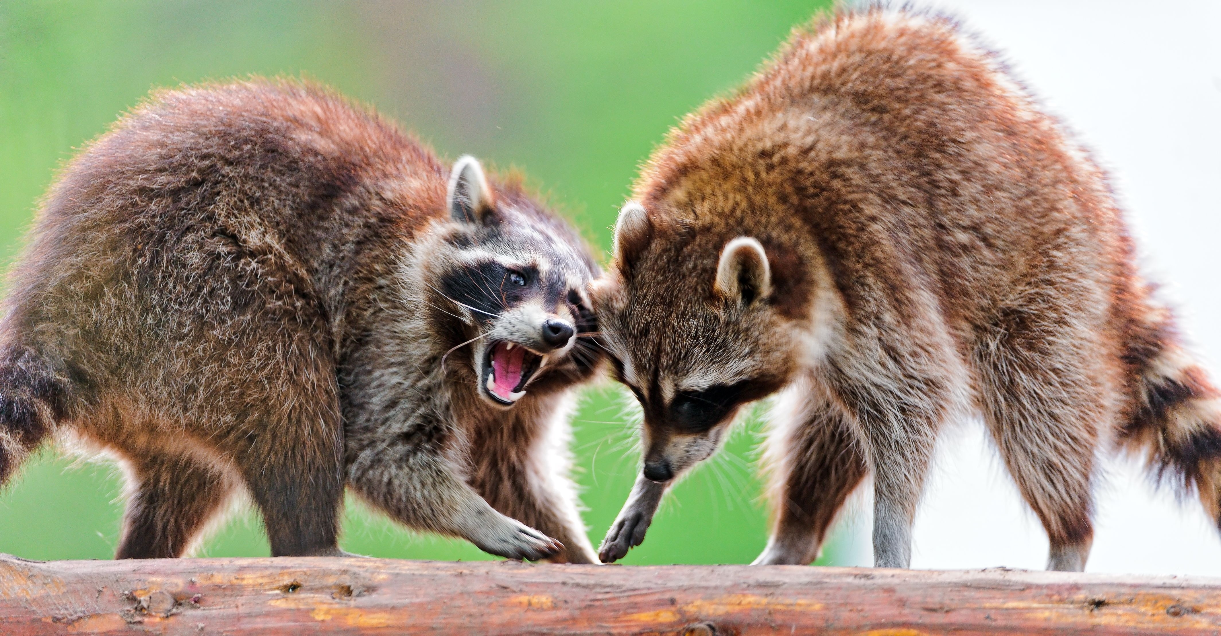 animals, raccoons, couple, pair, fight, open mouth