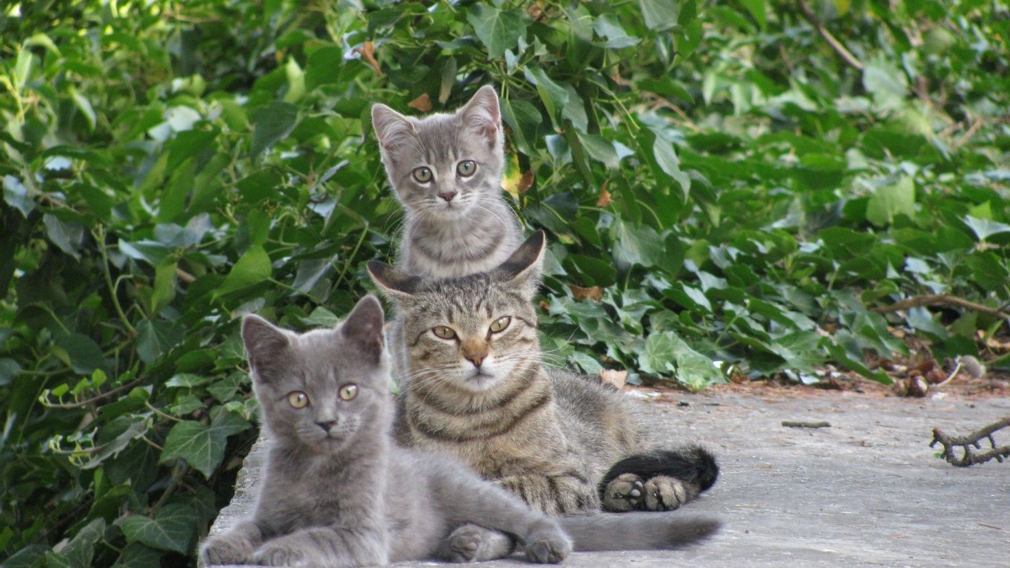 Picture me cats. Кошка с котятами. Серая кошка с котятами. Картинки кошек и котят. Кошка с двумя котятами.