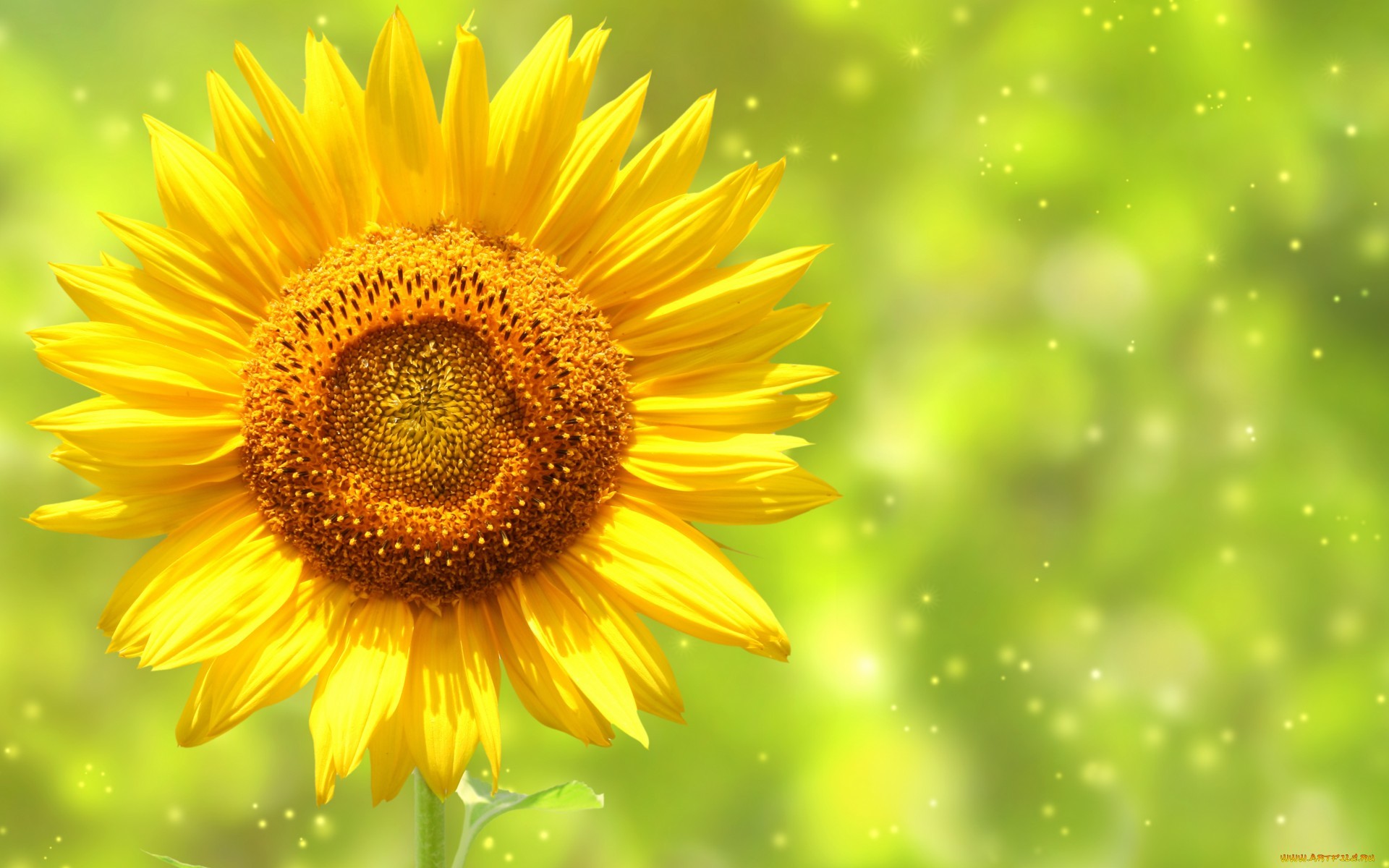 background, sunflowers, flowers, plants cell phone wallpapers
