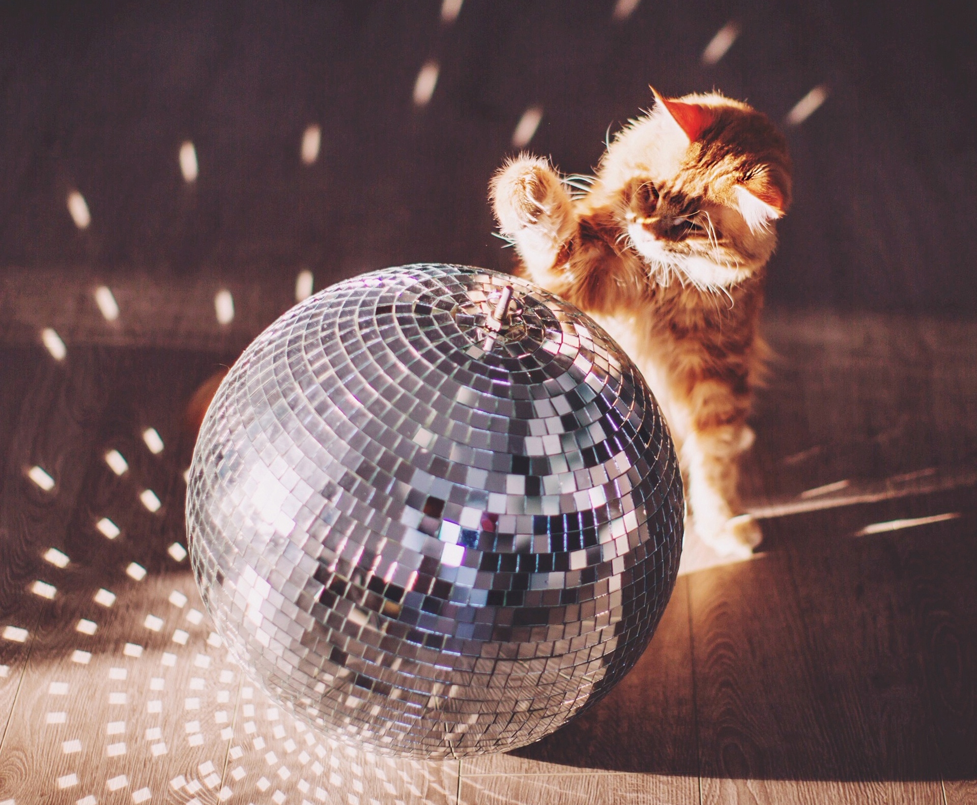 animal, cat, disco, cats
