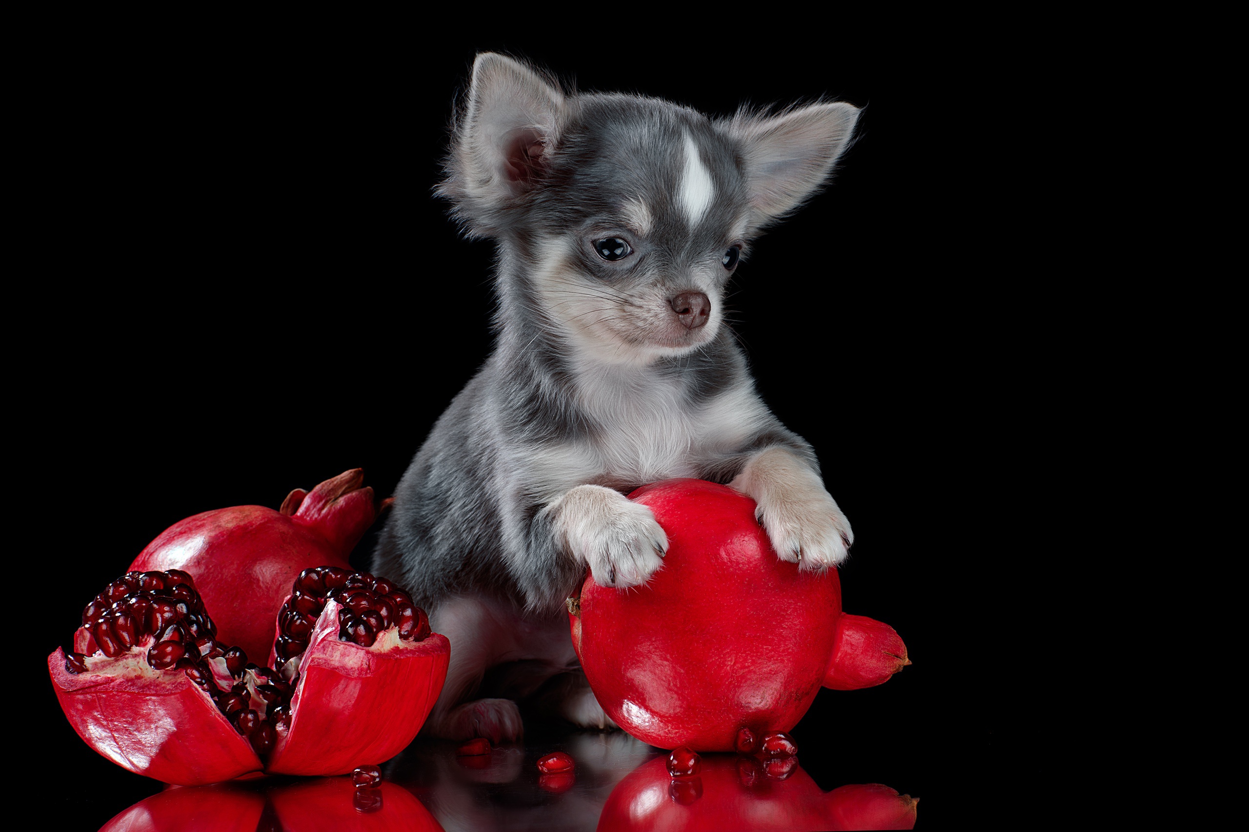 Mobile wallpaper animal, chihuahua, dog, pomegranate, dogs