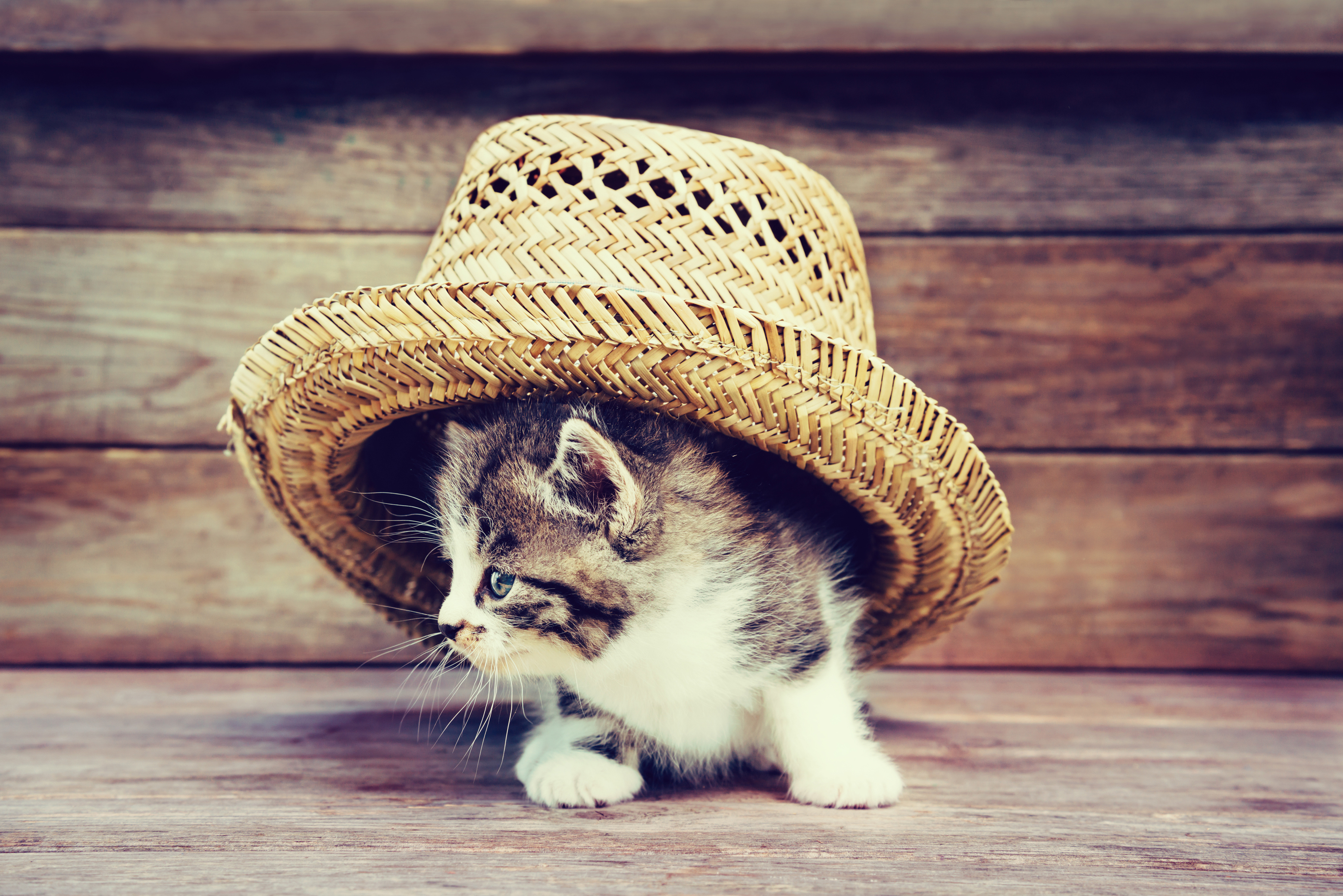 Животные шляпа. Котик в шляпе. Кошка в шляпке. Милые котики в шляпках. Головные уборы для кошек.