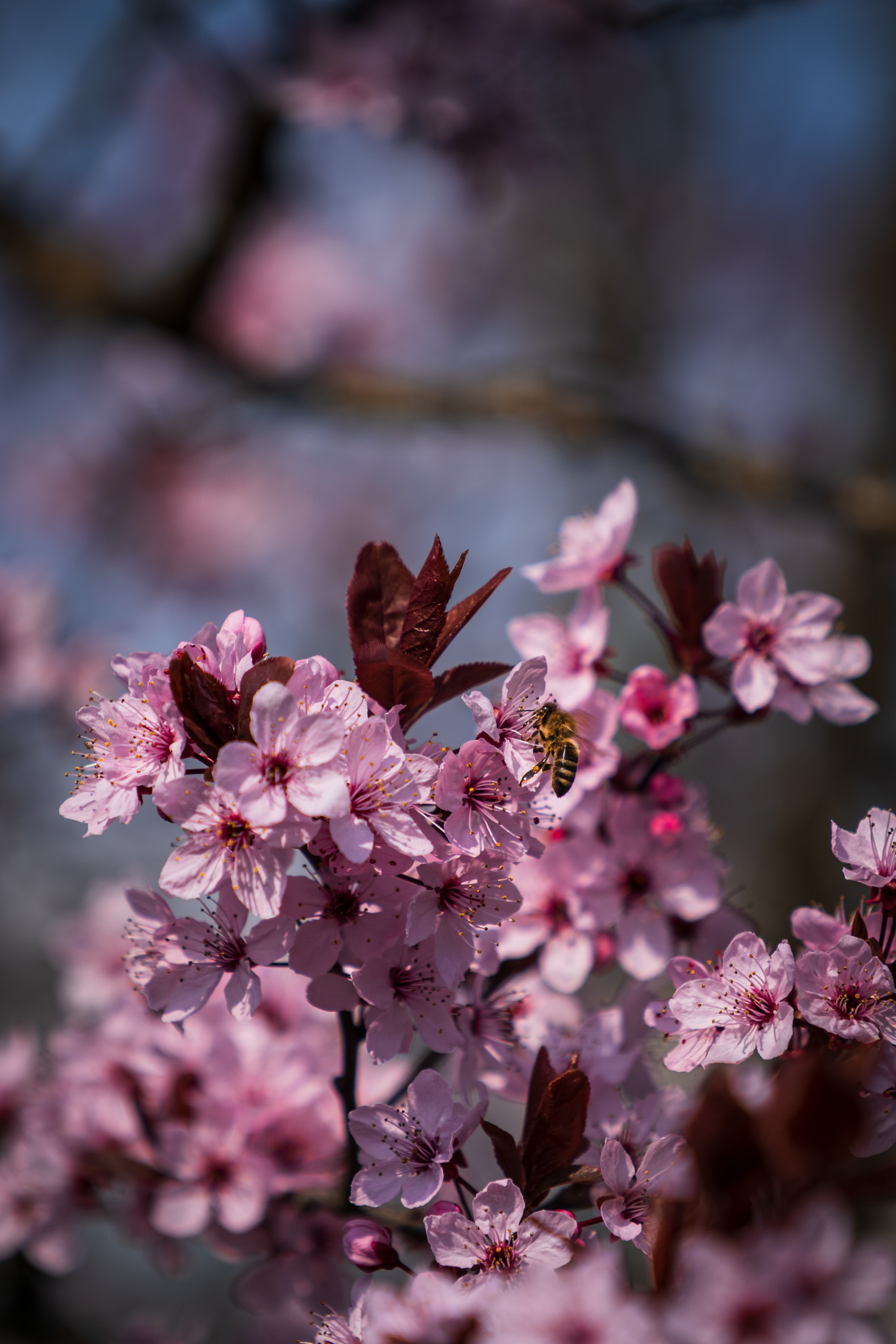 Laden Sie das Blumen, Biene, Blütenblätter, Frühling-Bild kostenlos auf Ihren PC-Desktop herunter