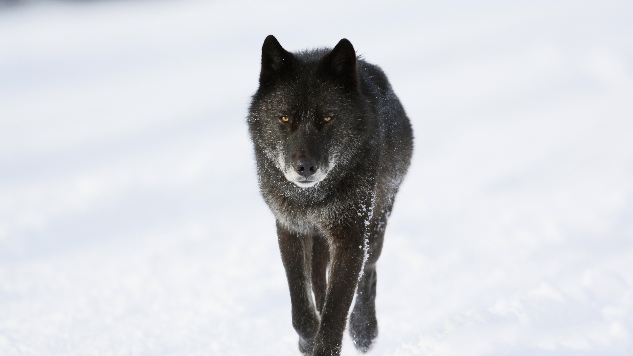 Черный волк зимой