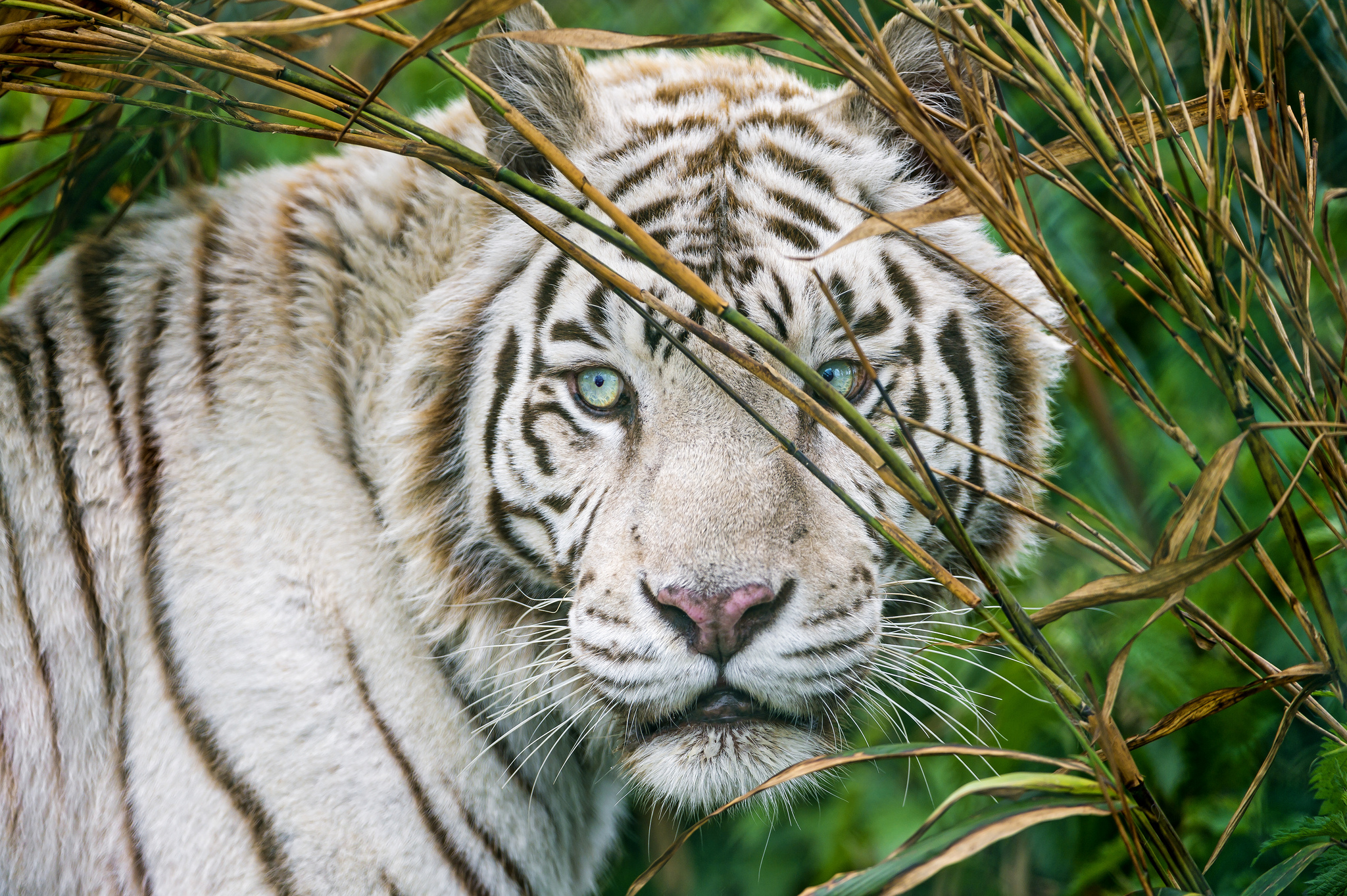 Белый тигр в природе