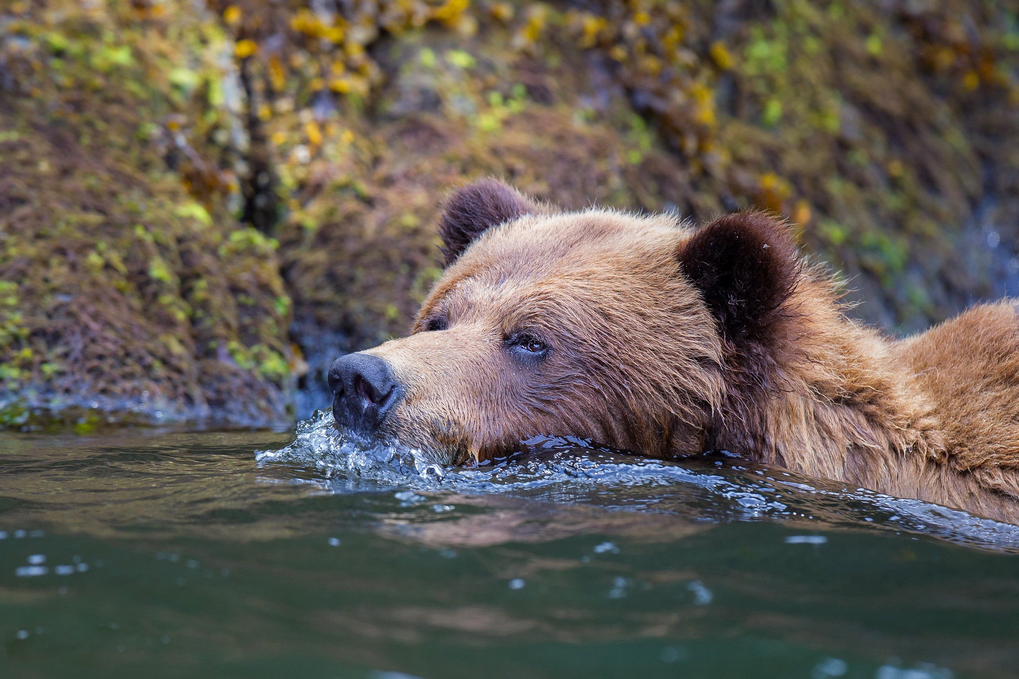 Медведь купается. Уссурийский бурый медведь. Медведь на берегу реки. Медведь на реке. Сибирский медведь.
