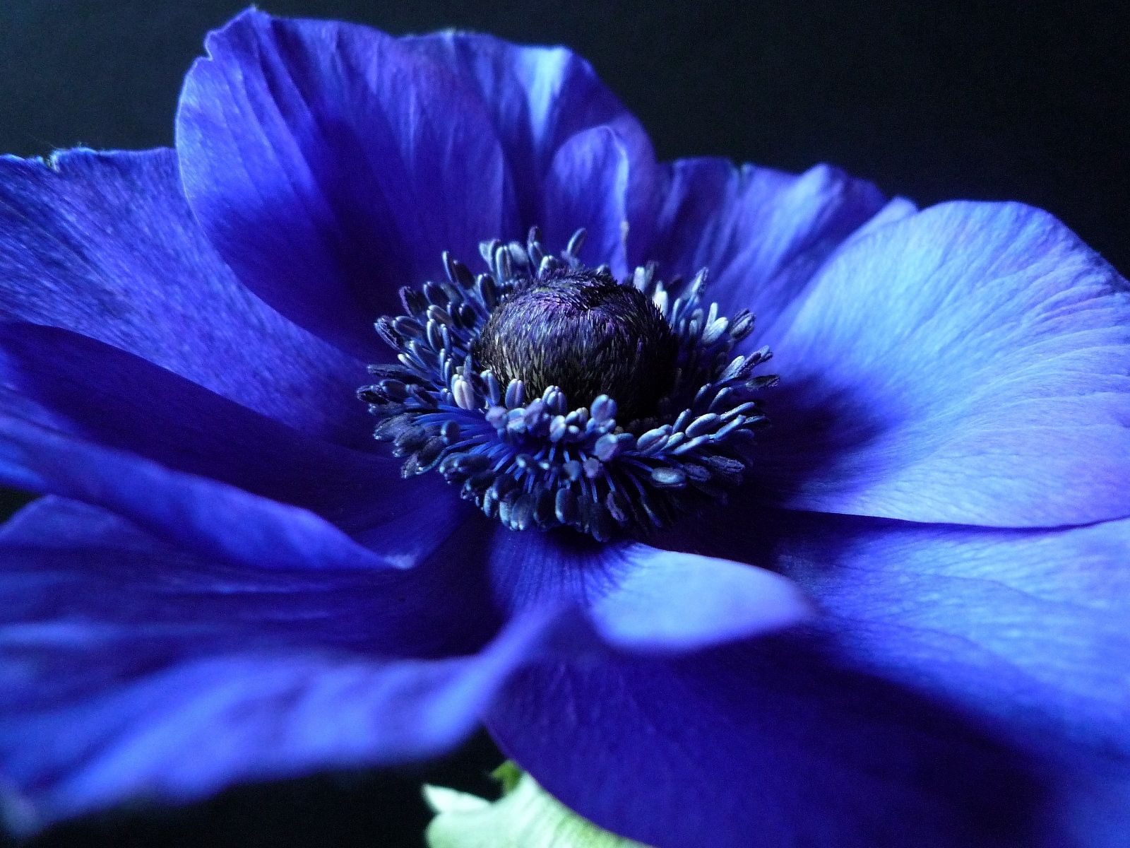 blue, petals, background, flower, macro, dark