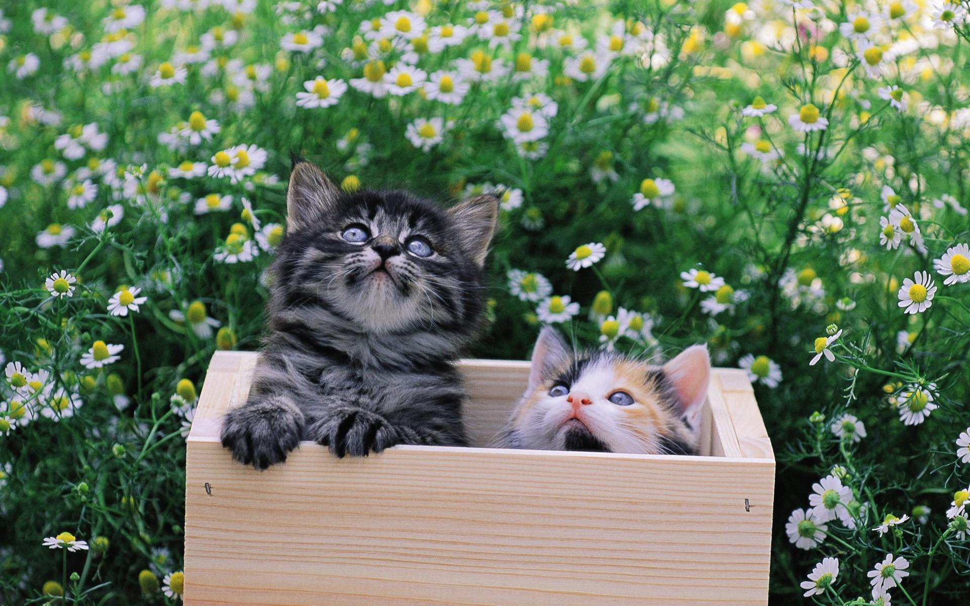 animal, cat, box, field, flower, kitten, cats 4K