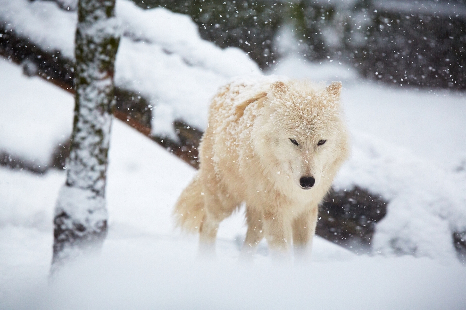 Белый волк на снегу