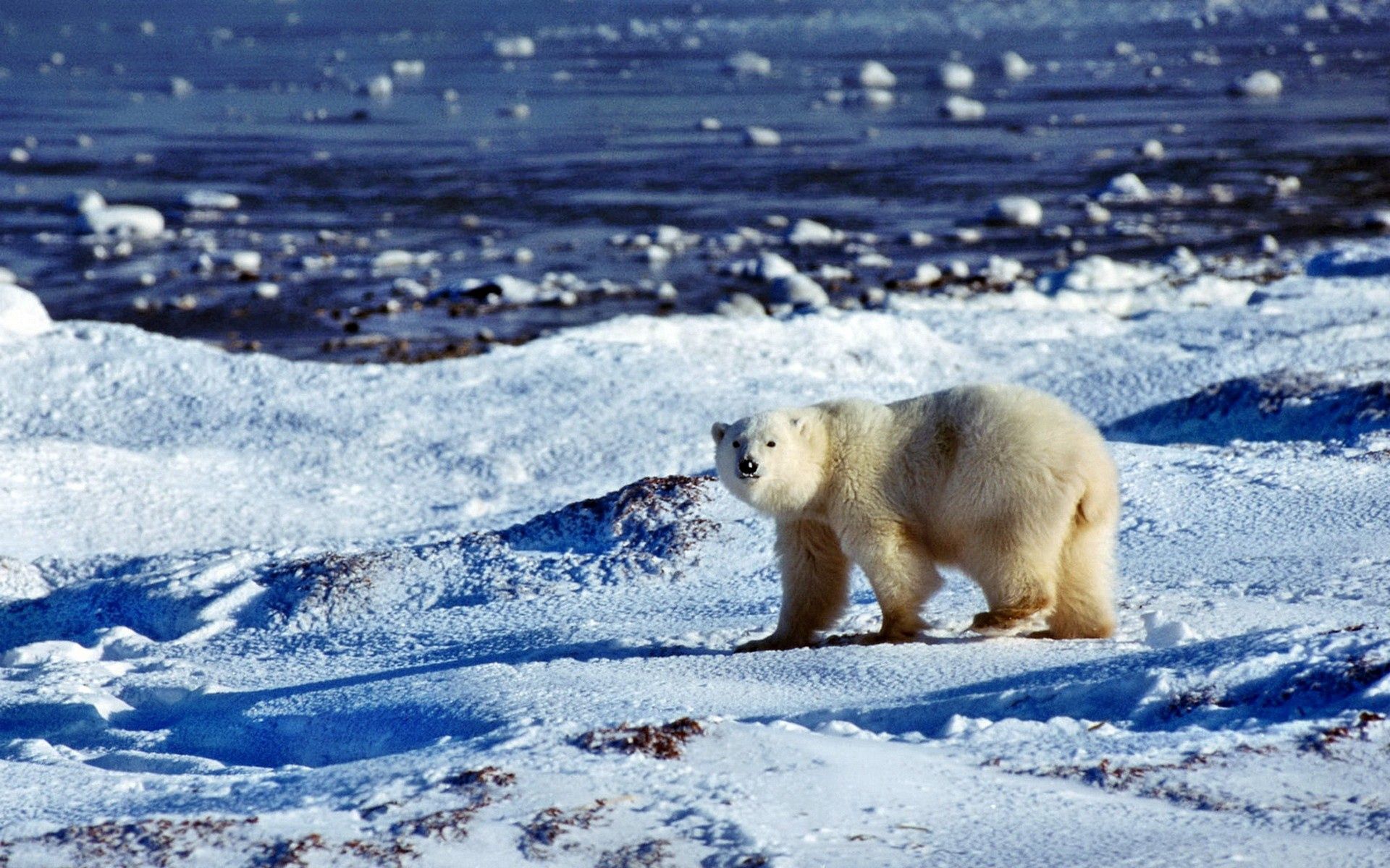 Download mobile wallpaper Snow, Polar Bear, Animals, Ocean, Ice, Bear for free.