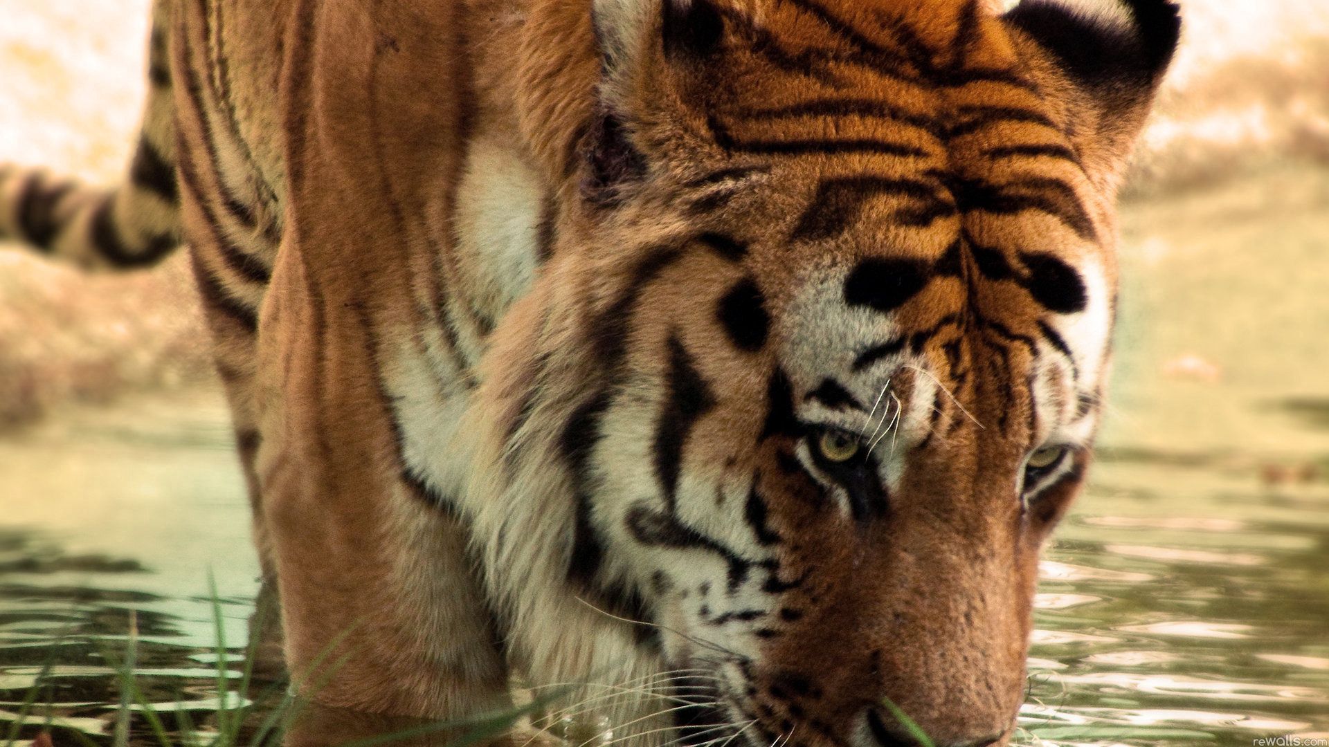 Download mobile wallpaper Animals, Striped, Muzzle, Predator, Big Cat, Tiger for free.