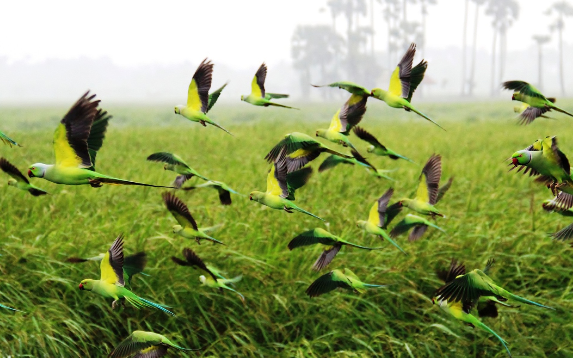 Природа попугаи в полете