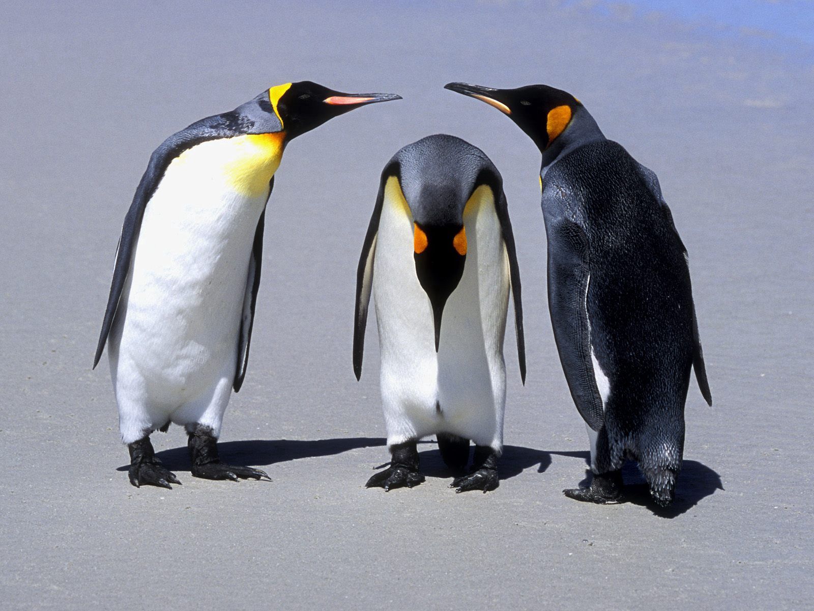 113543 Hintergrundbild herunterladen tiere, pinguins, schatten, drei, kommunikation - Bildschirmschoner und Bilder kostenlos