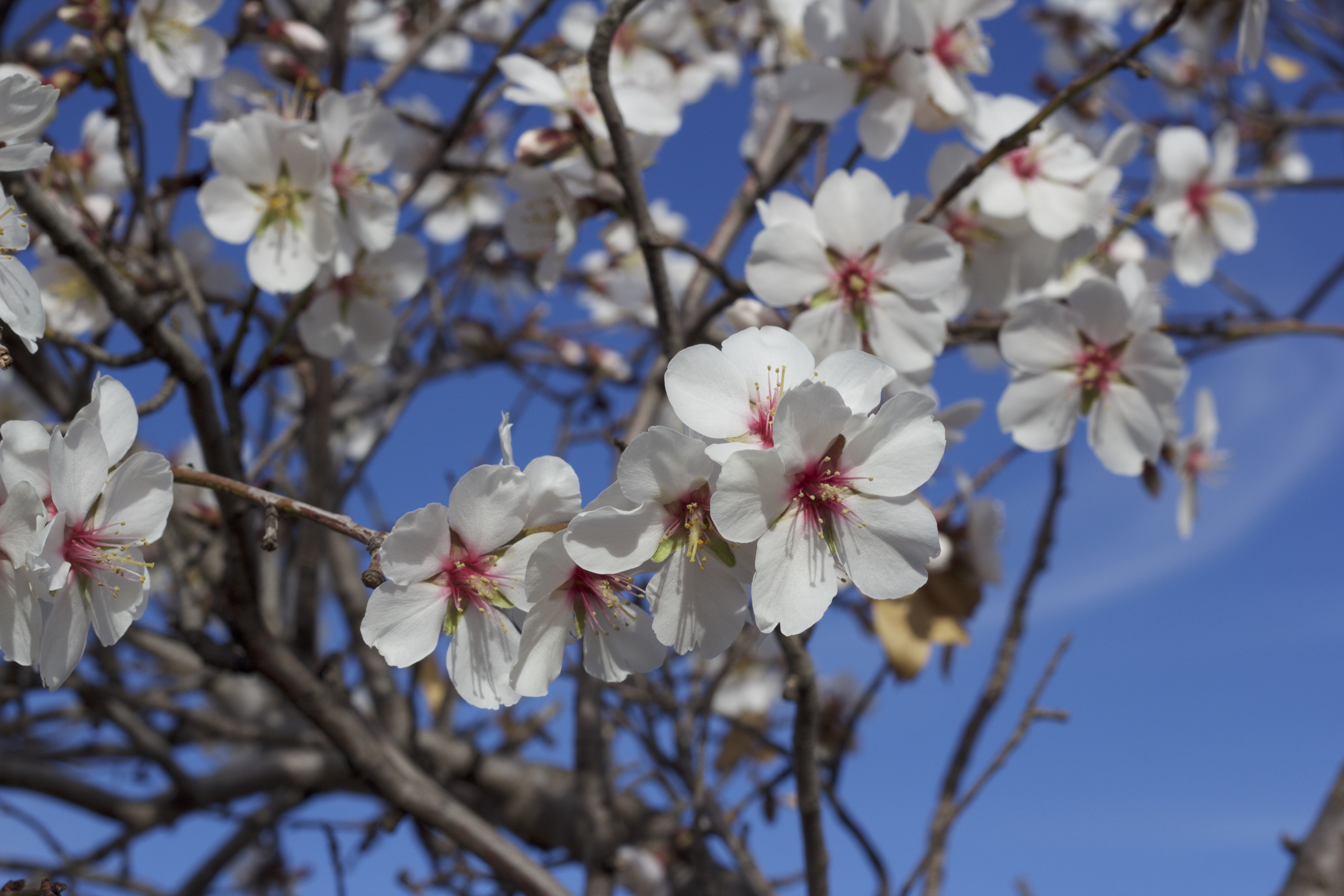 Цветок миндального дерева фото