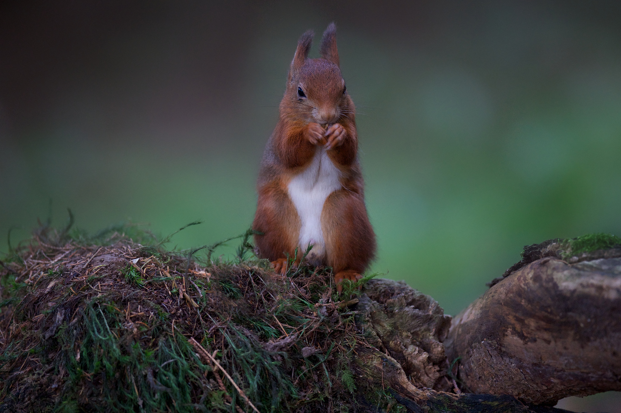 Download mobile wallpaper Redhead, Stones, Animals, Moss, Squirrel, Food for free.