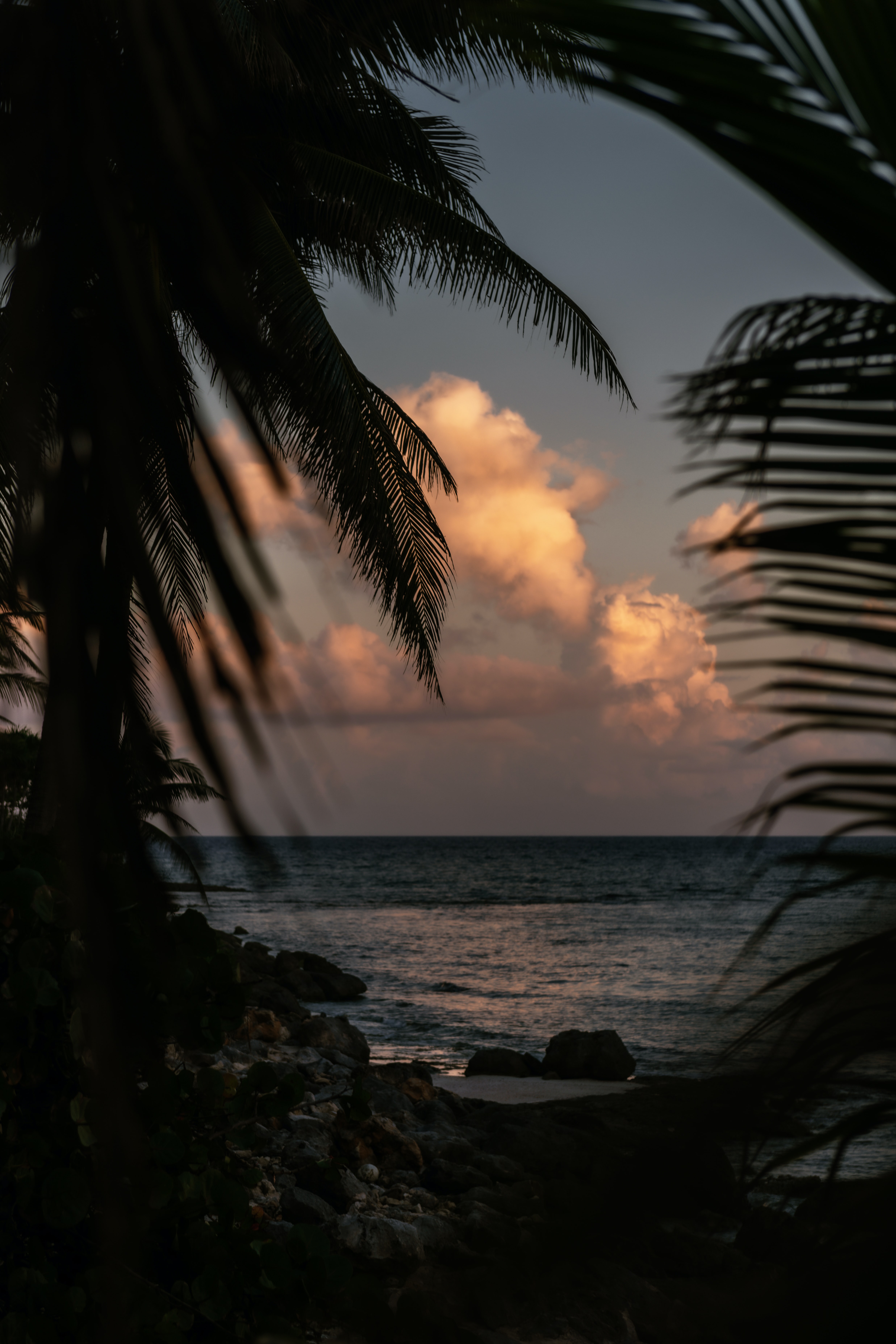dusk, nature, sea, twilight, palms, shore, bank, branches