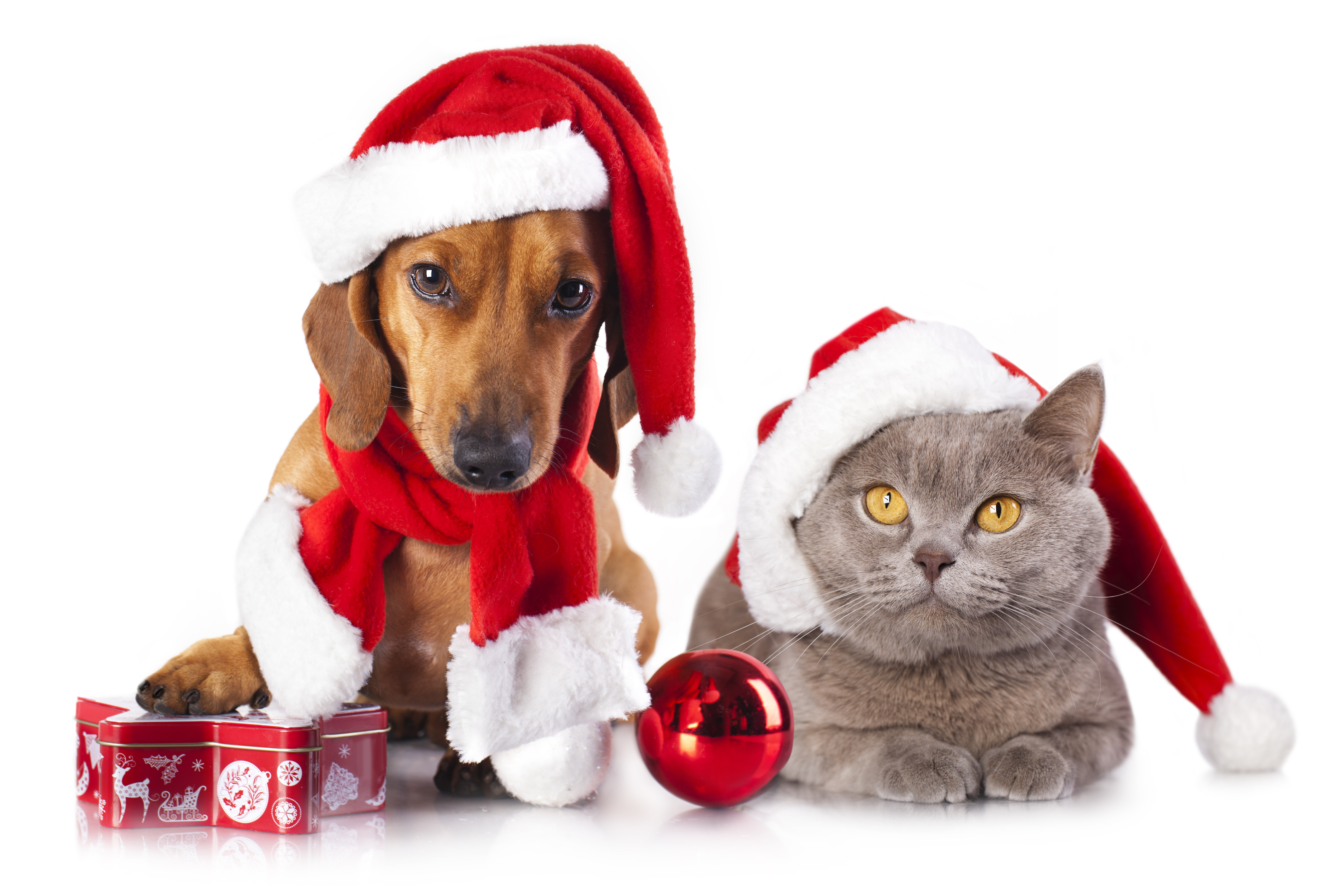 801311 baixar papel de parede feriados, natal, gato, enfeites de natal, dachshund, cão - protetores de tela e imagens gratuitamente