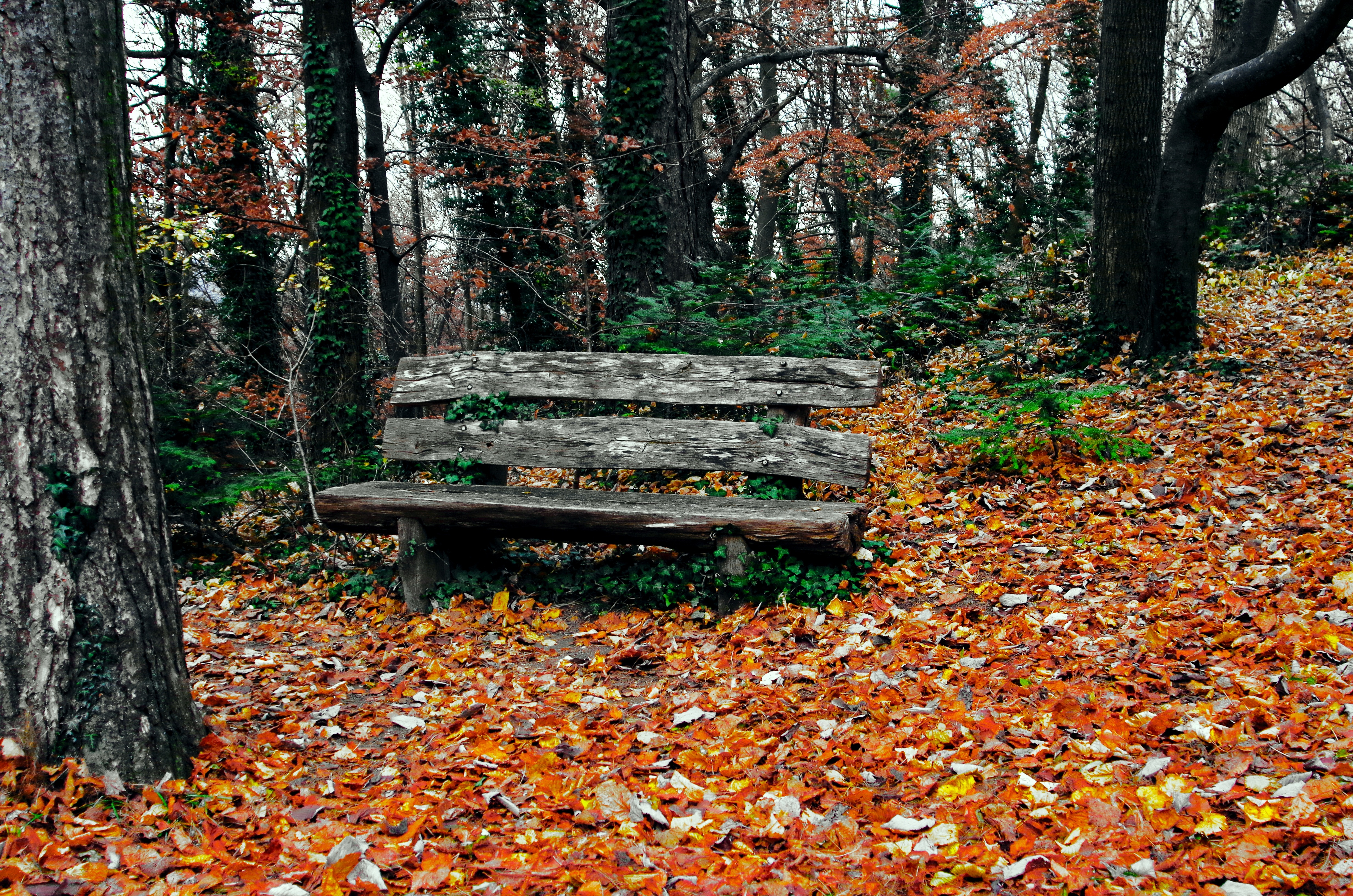 Download mobile wallpaper Nature, Bench, Trees, Park, Autumn for free.