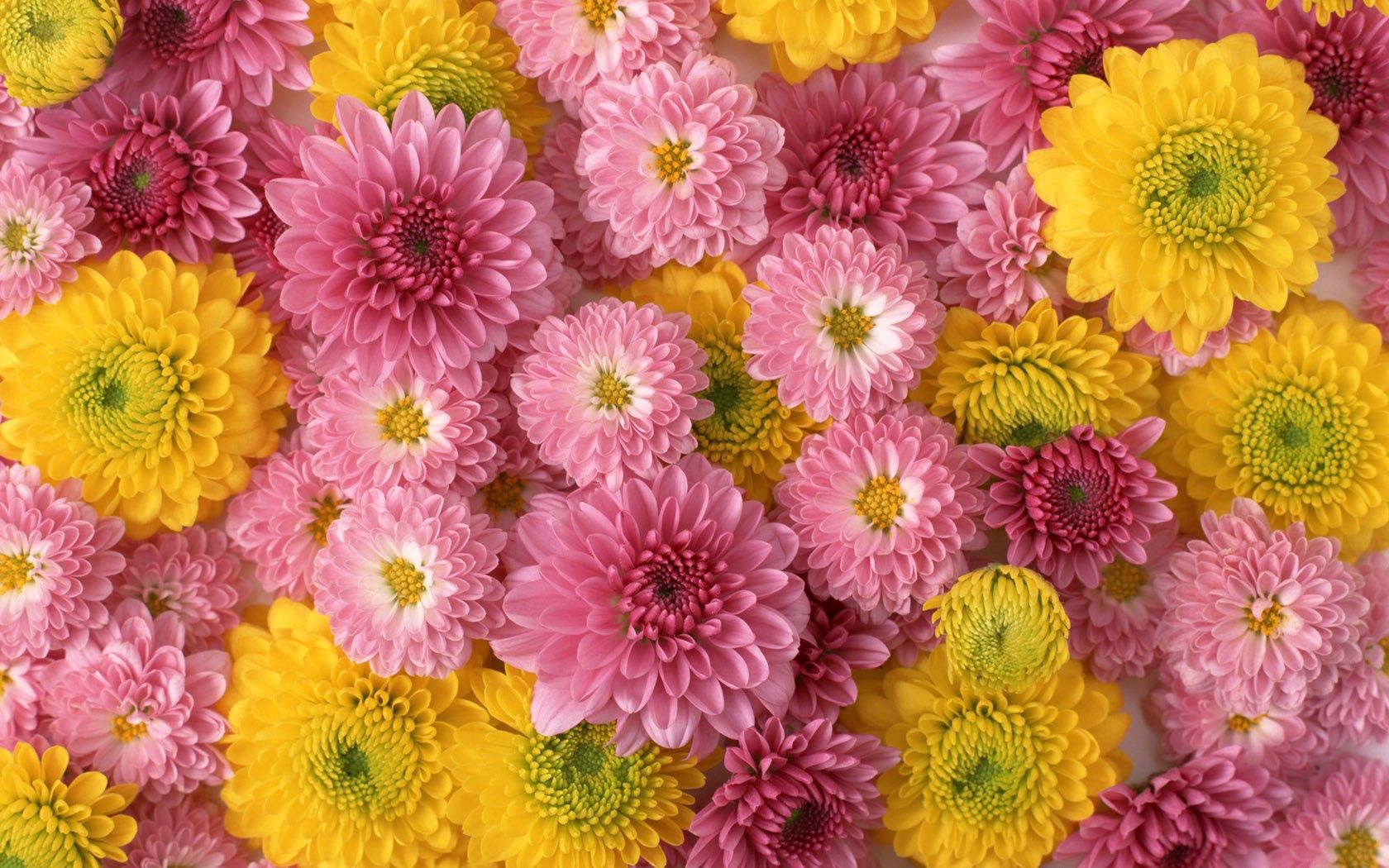 134593 скачать обои хризантемы, бутоны, цветы, композиция, розовые, желтые - заставки и картинки бесплатно