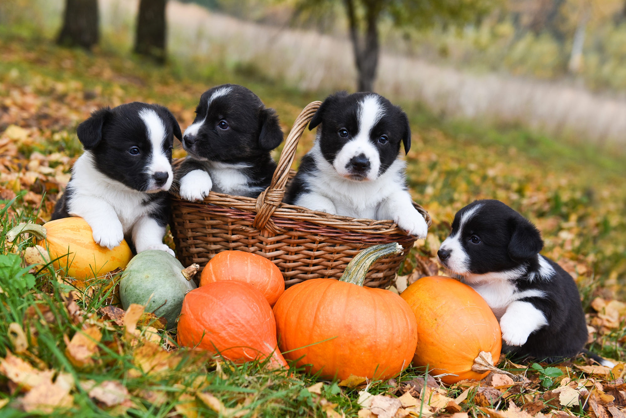 Download mobile wallpaper Dogs, Pumpkin, Dog, Animal, Puppy, Basket, Baby Animal for free.