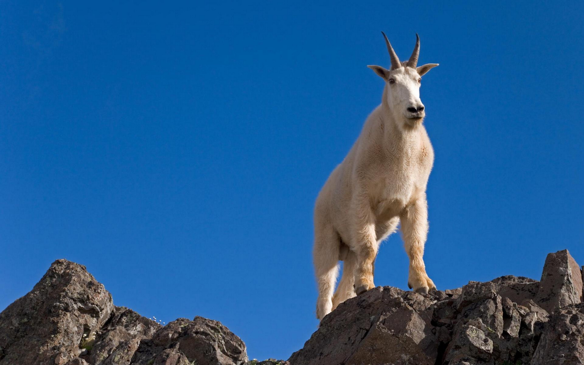 animal, mountain goat, goat, mountain, olympic national park, washington wallpapers for tablet