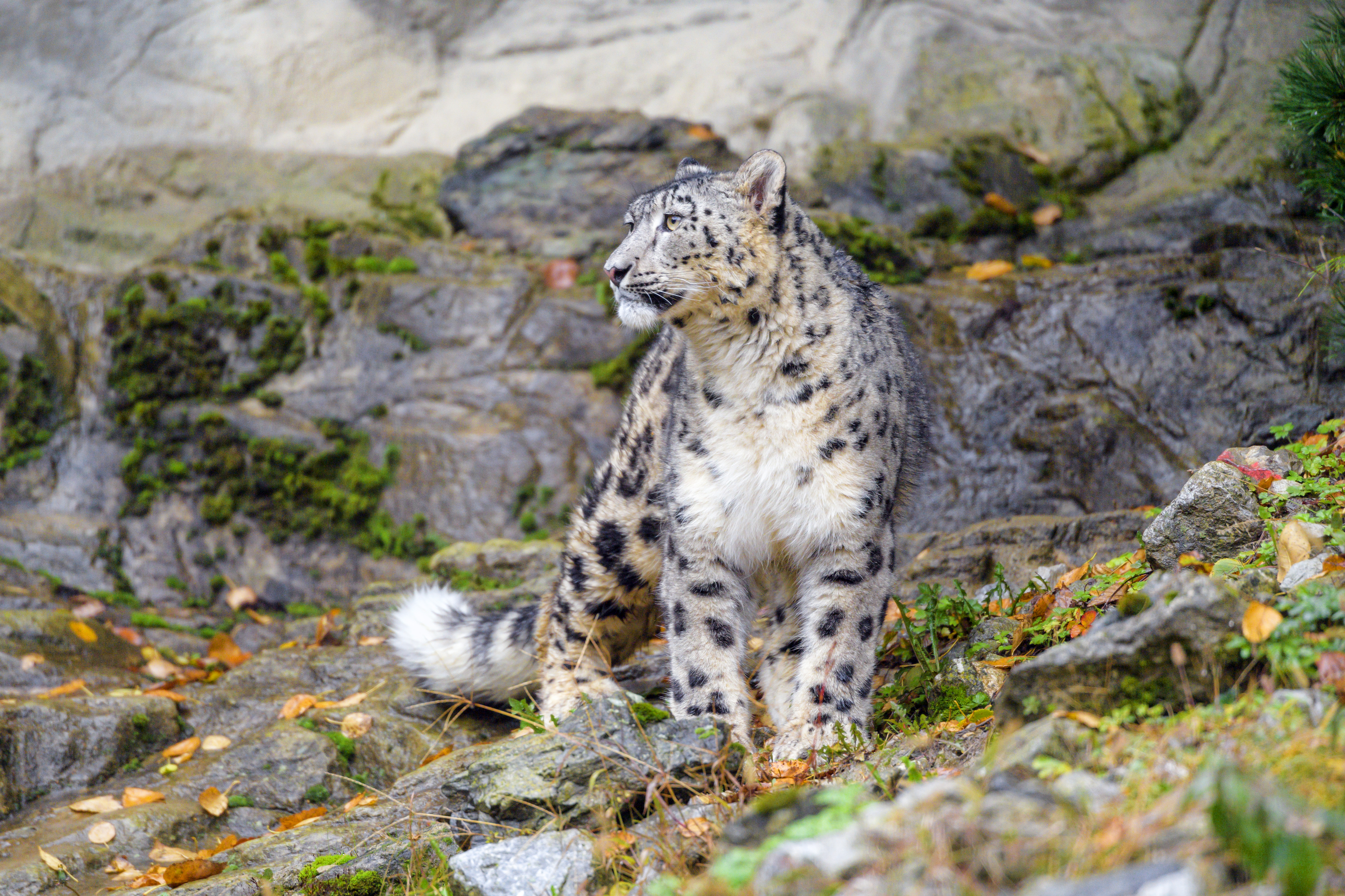 snow leopard, animals, predator, big cat, irbis 4K
