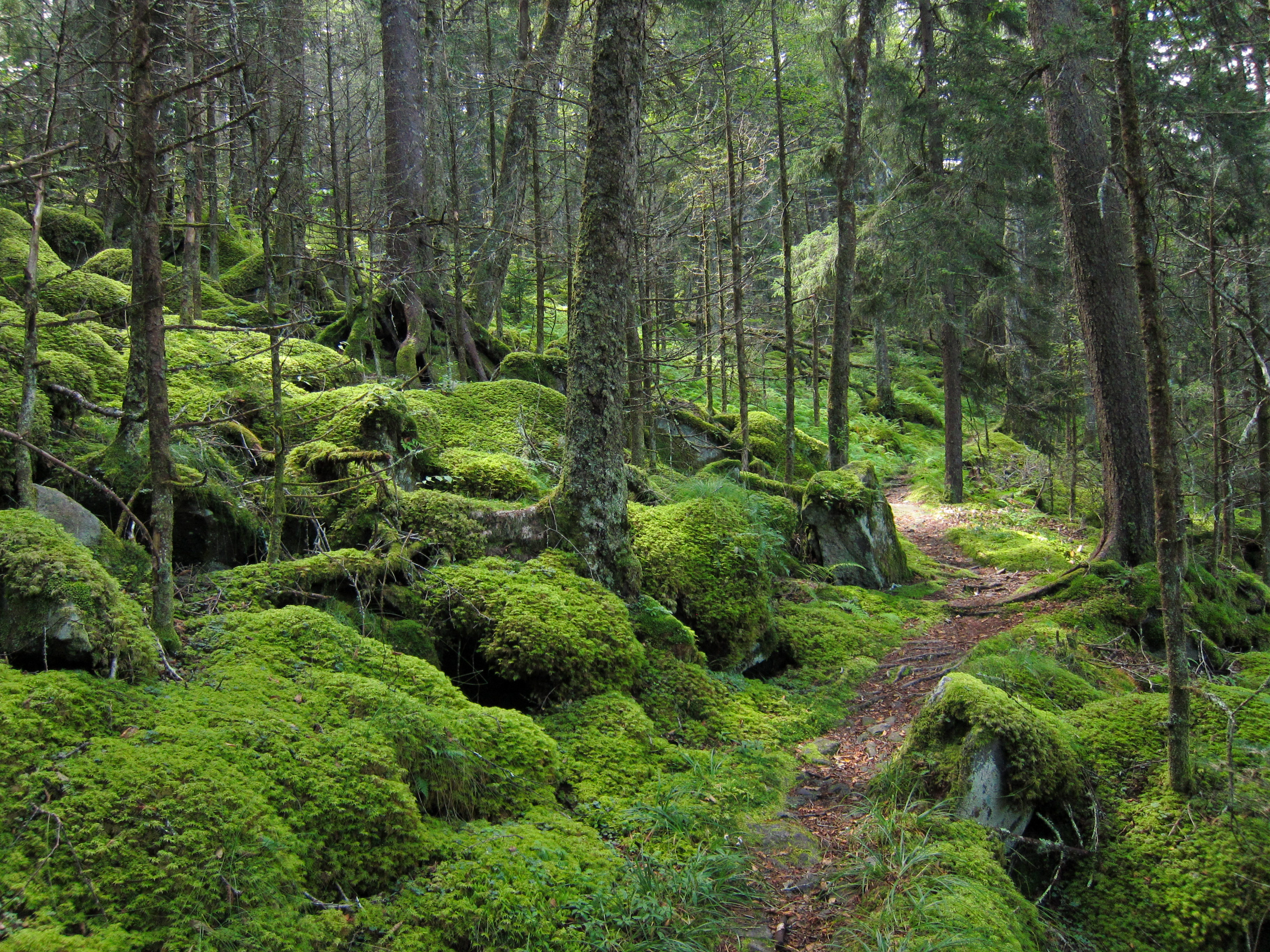 Free download wallpaper Trees, Path, Moss, Nature, Forest on your PC desktop