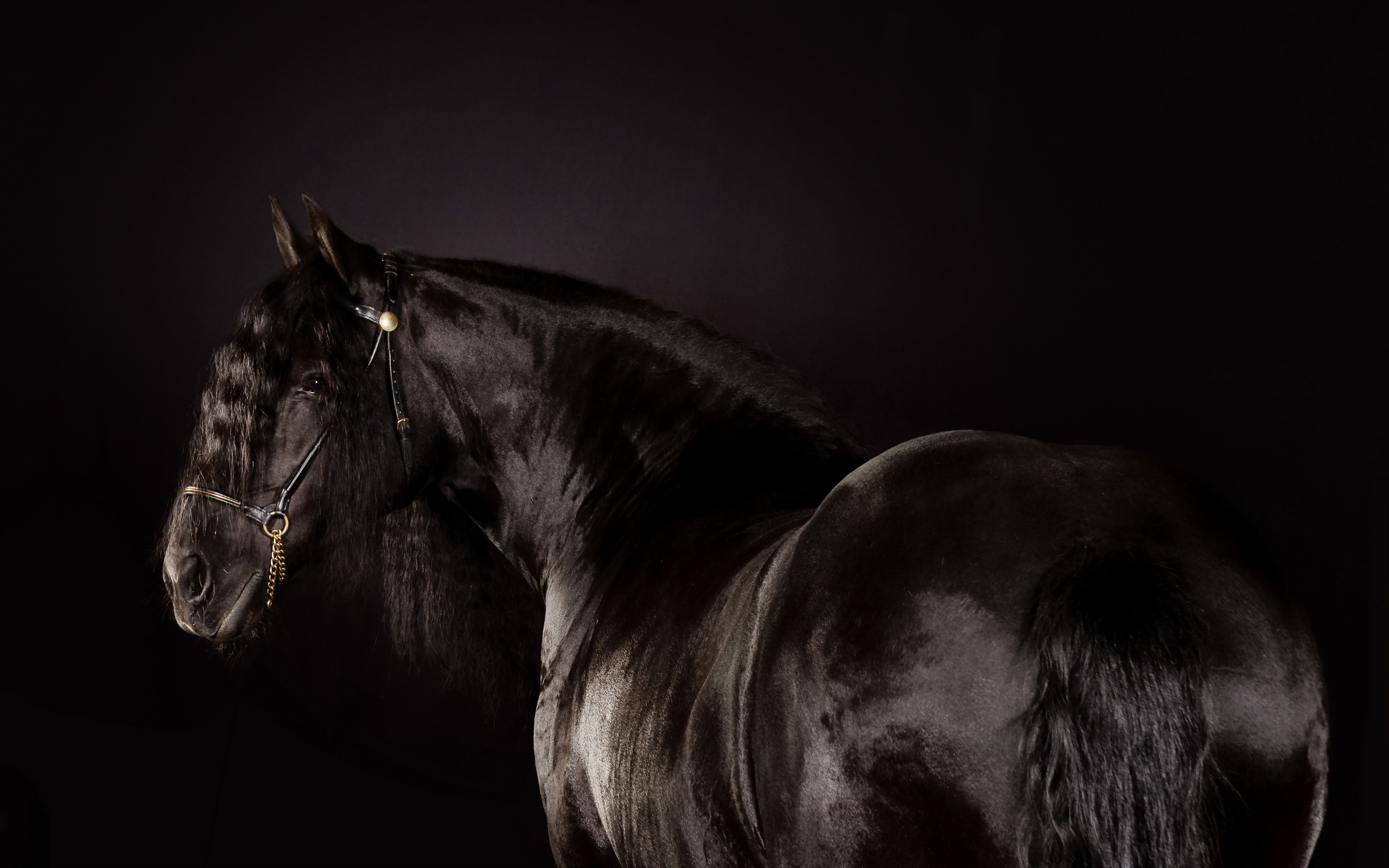 Картинки лошадей на заставку. Пепельно Вороная лошадь. Картинки на рабочий стол лошади. Лошадь черный. Лошадь на темном фоне.