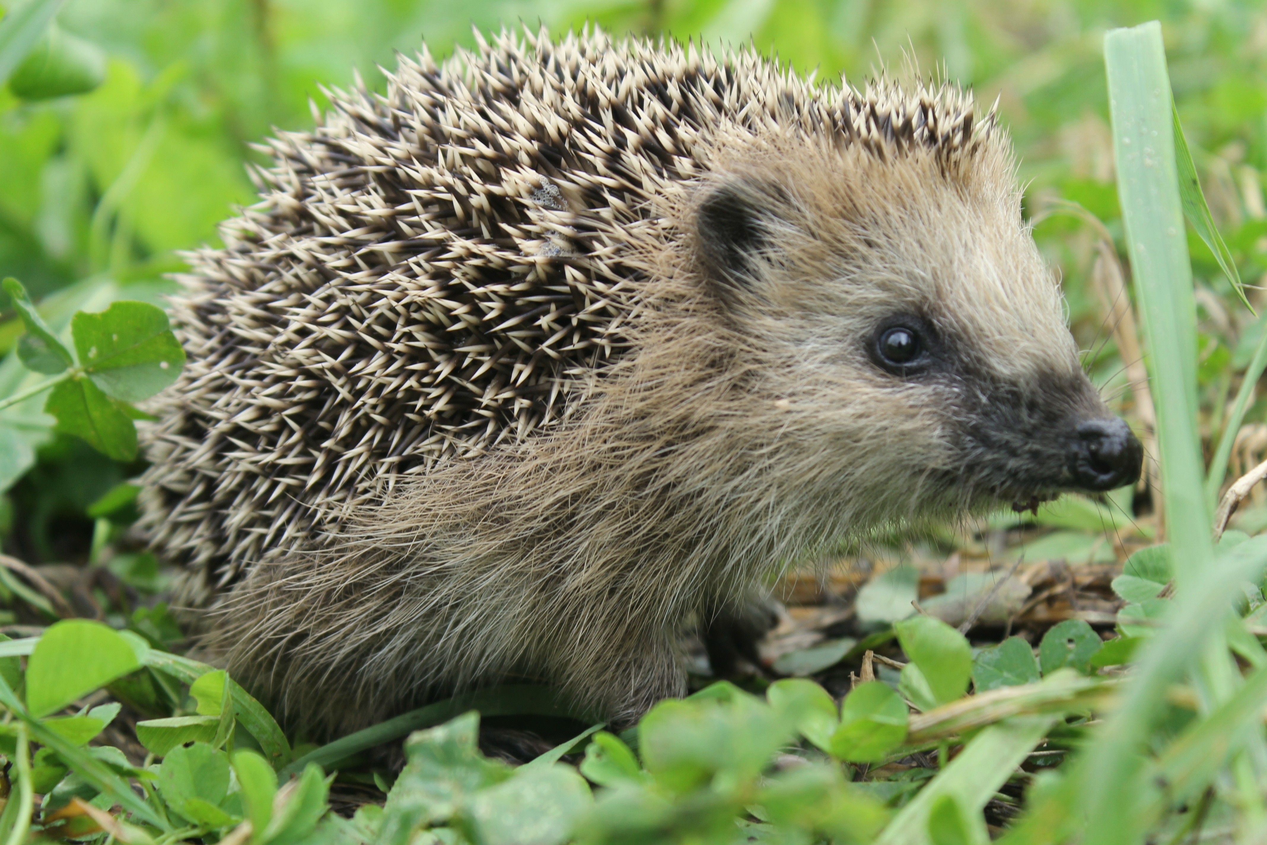 Free download wallpaper Animals, Grass, Muzzle, Thorns, Prickles, Hedgehog on your PC desktop