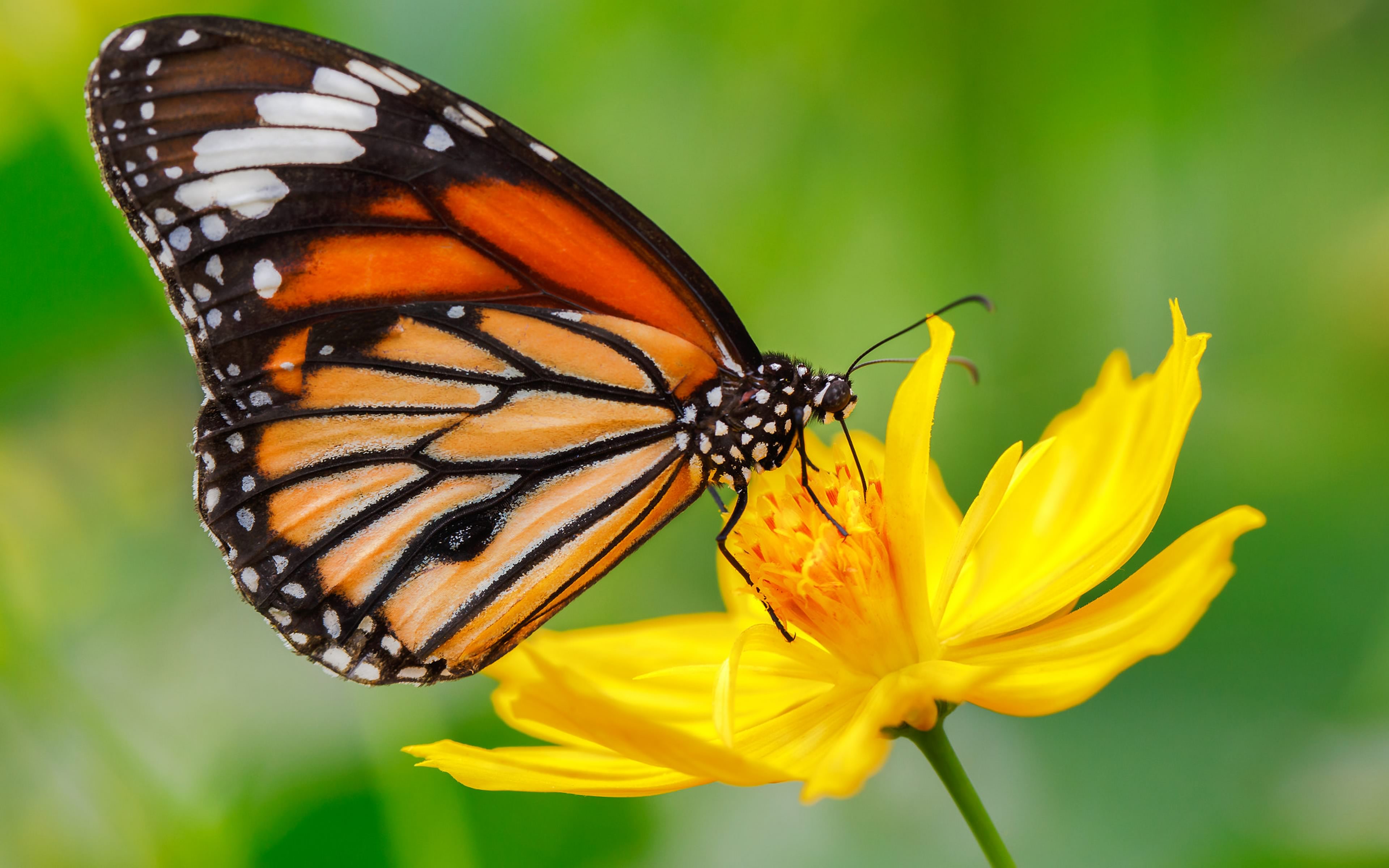 animal, butterfly, flower, monarch butterfly, yellow flower Image for desktop