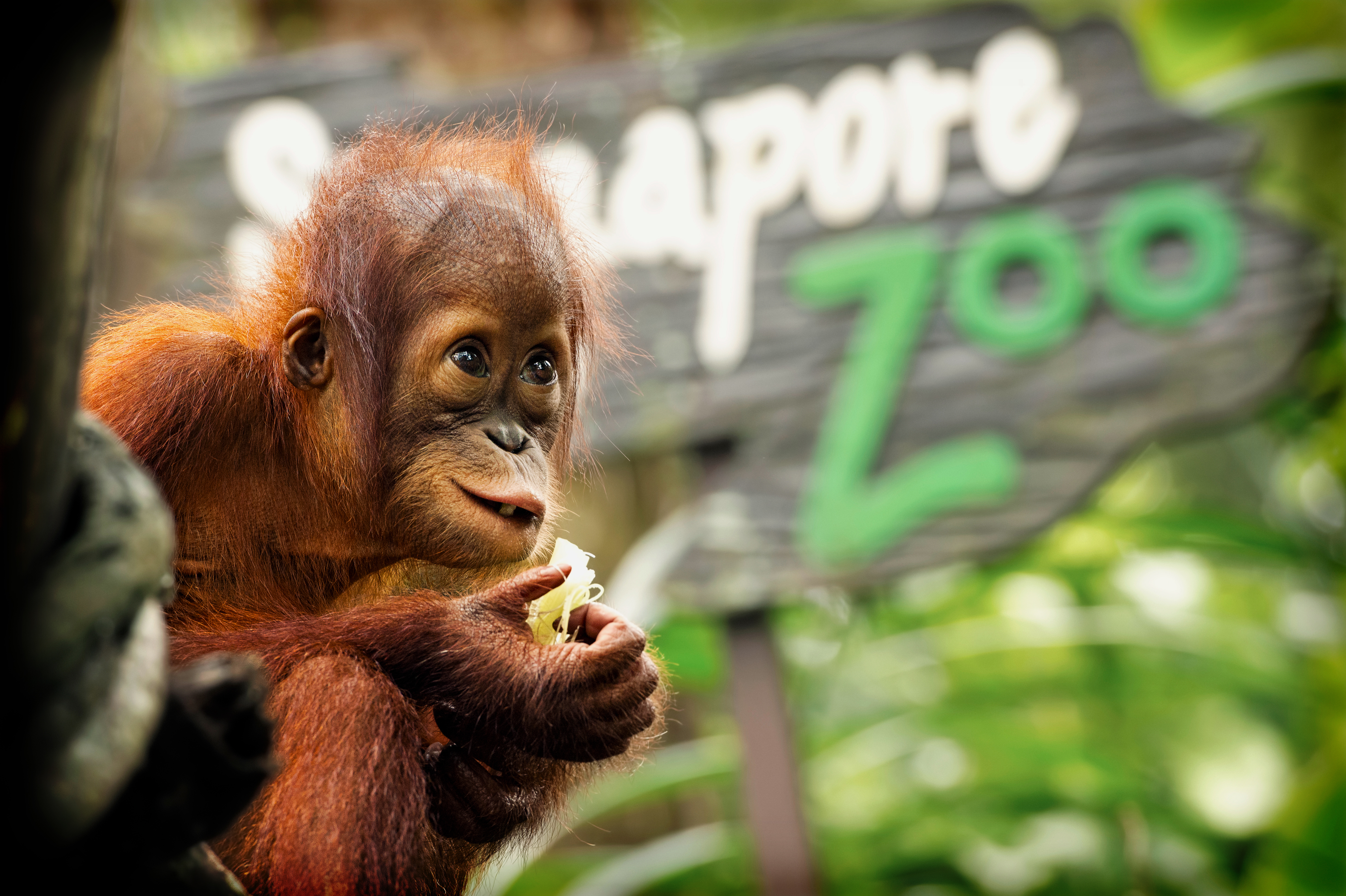 orangutan, animal, monkeys Desktop home screen Wallpaper