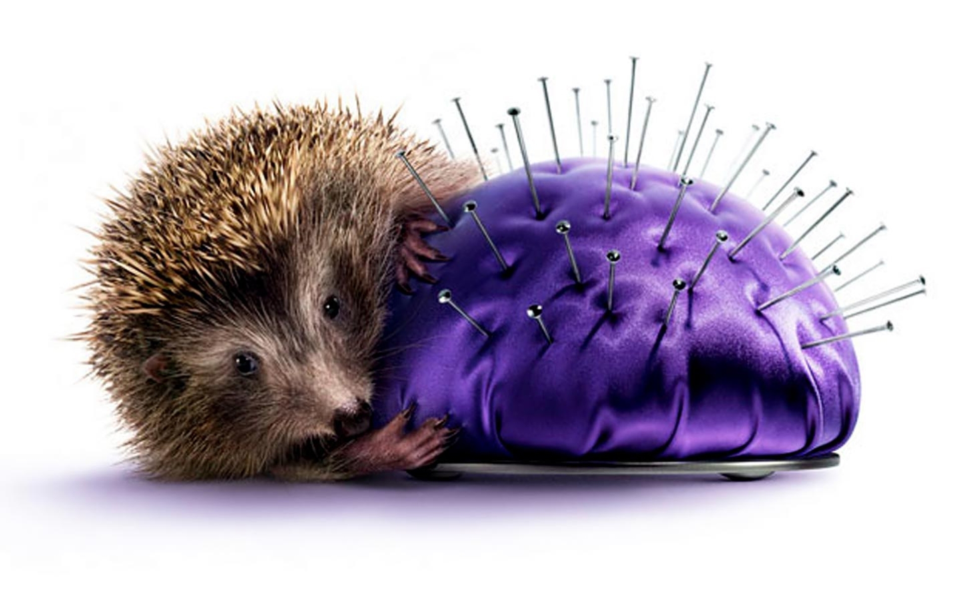 Download mobile wallpaper Animals, Hedgehogs, Objects for free.