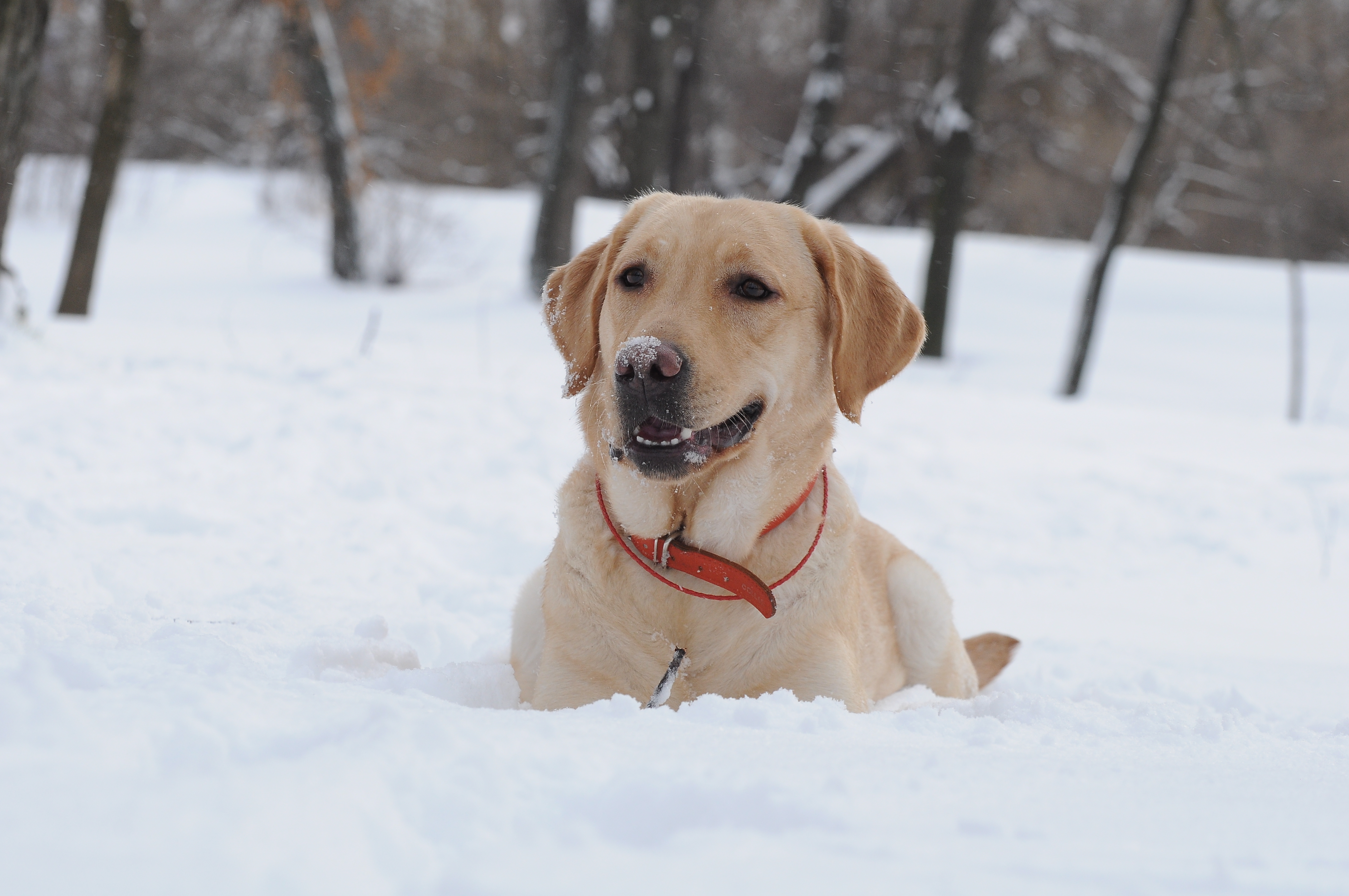 Handy-Wallpaper Tiere, Schnee, Winter, Hunde kostenlos herunterladen.