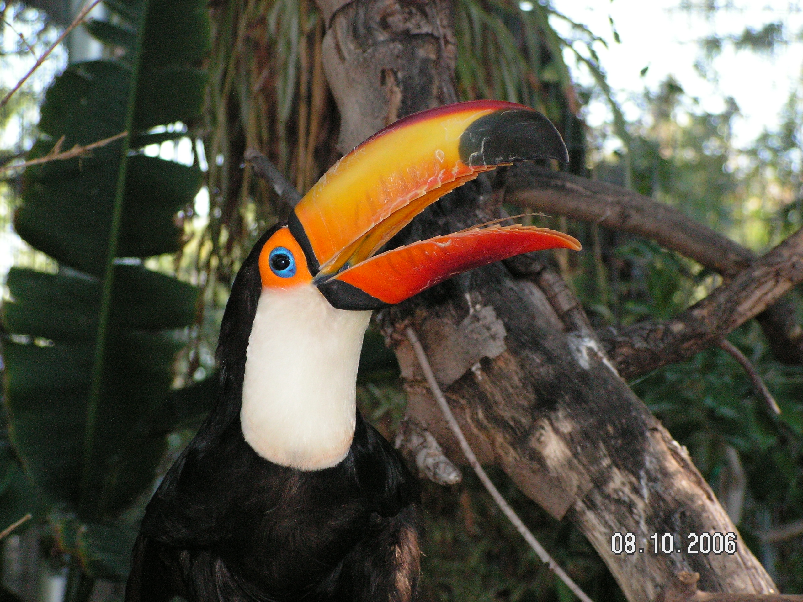 animal, toco toucan, toucan, birds phone background