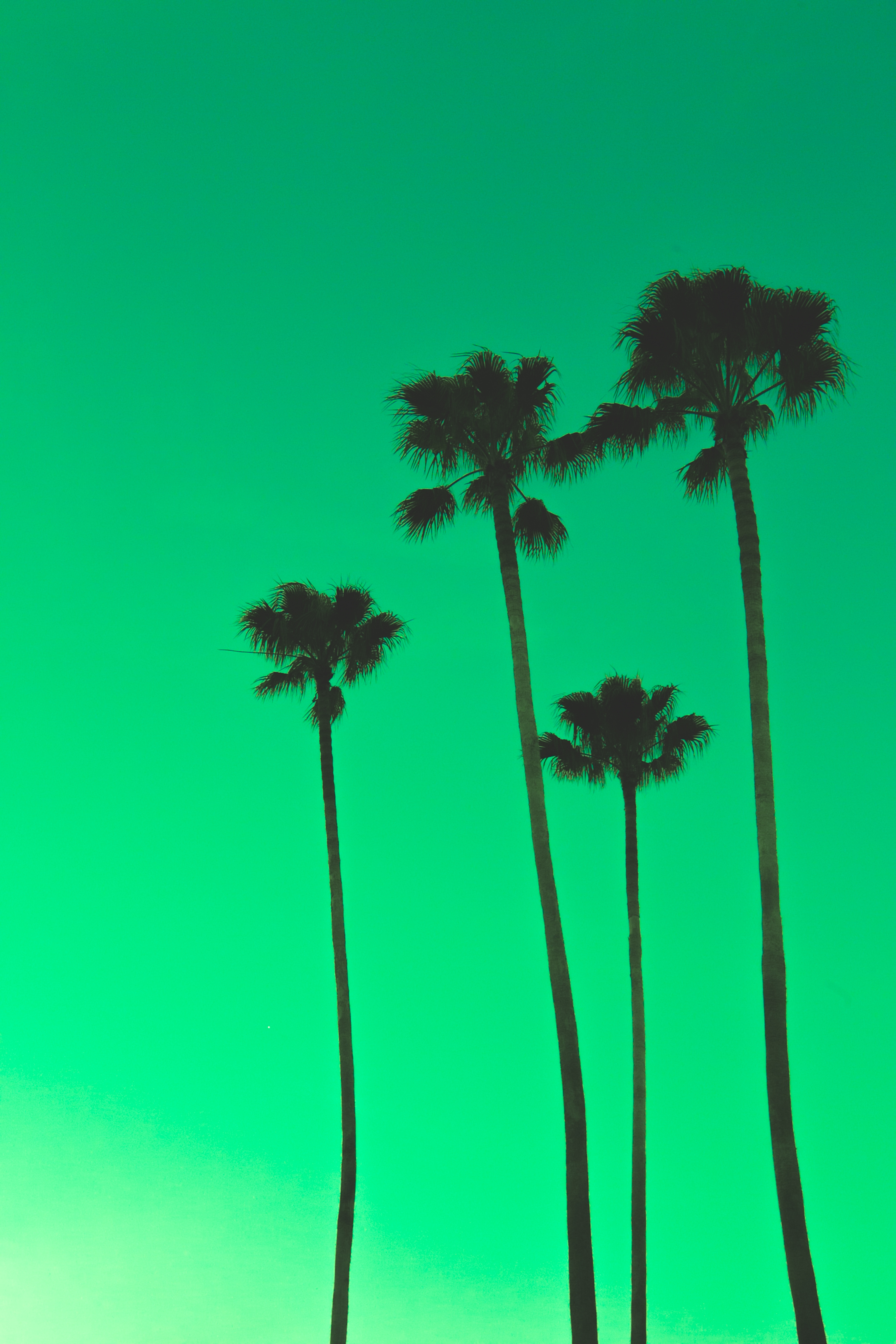 HD wallpaper green, palms, nature, sky, top, tops