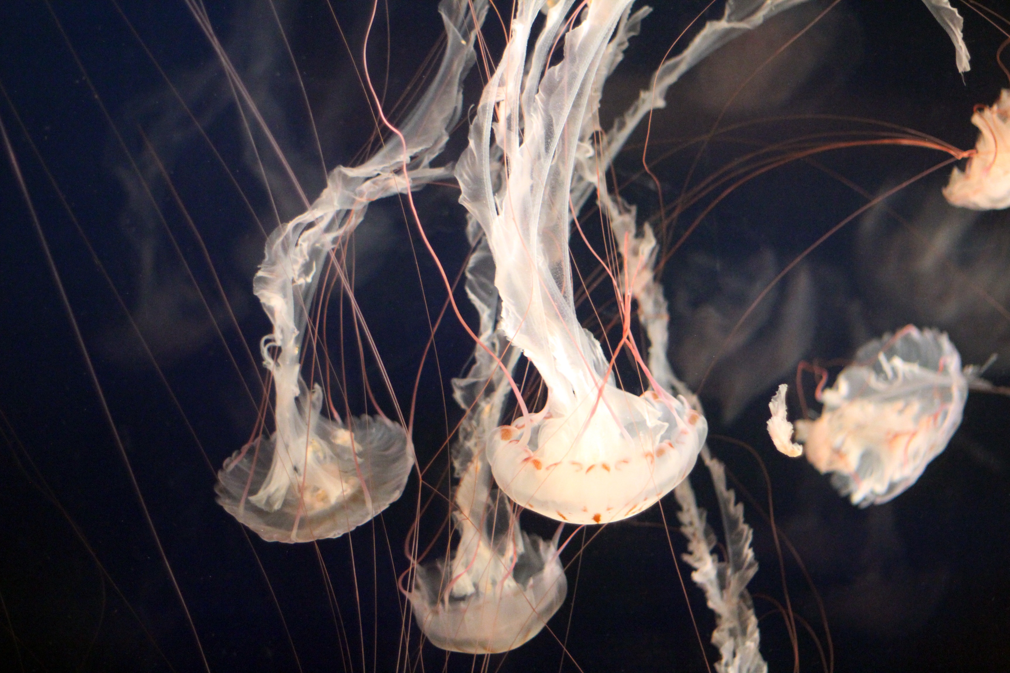 72060 скачать картинку подводный мир, природа, медузы, плавание, щупальцы - обои и заставки бесплатно