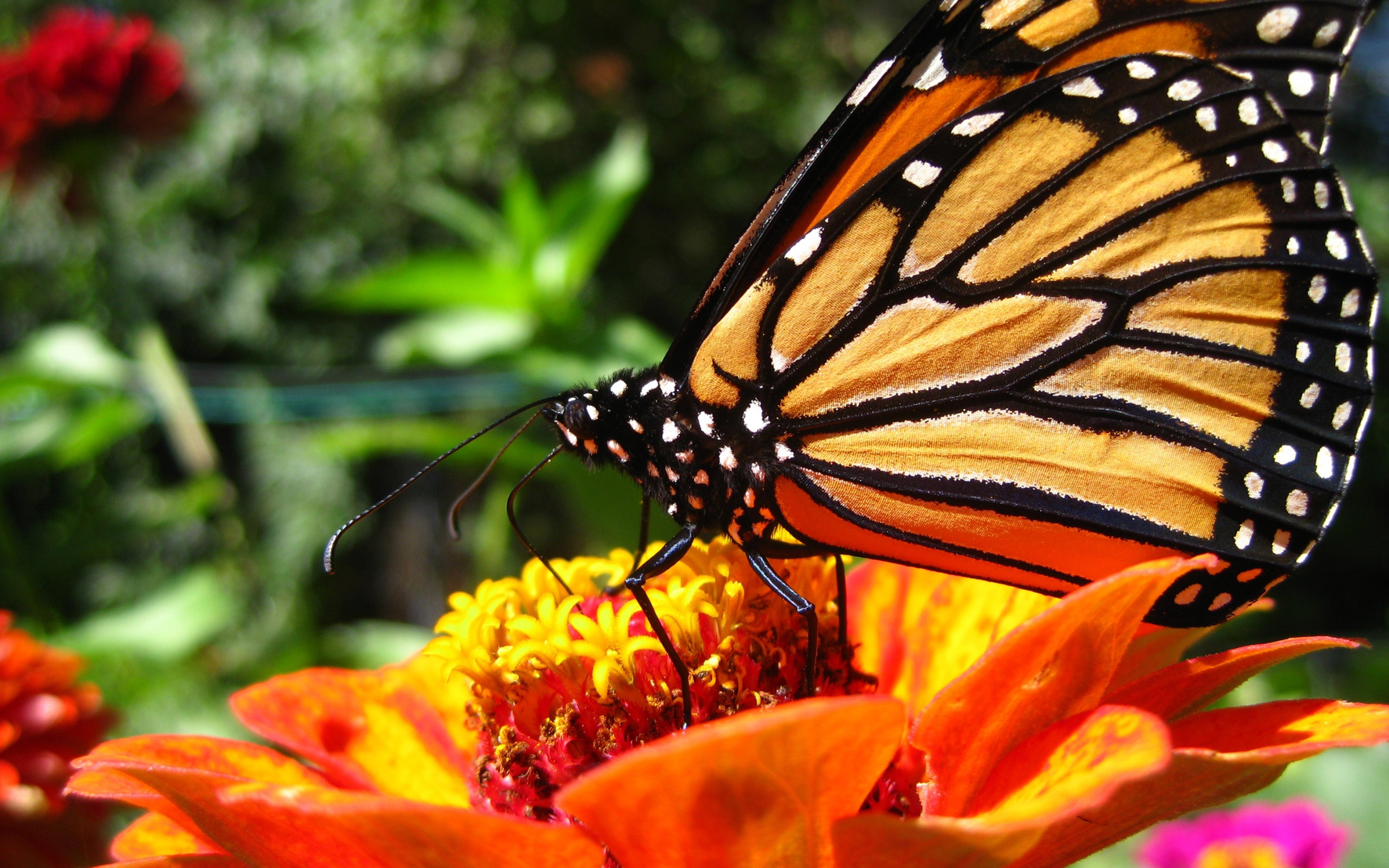 animal, butterfly, close up, colorful, flower, monarch butterfly